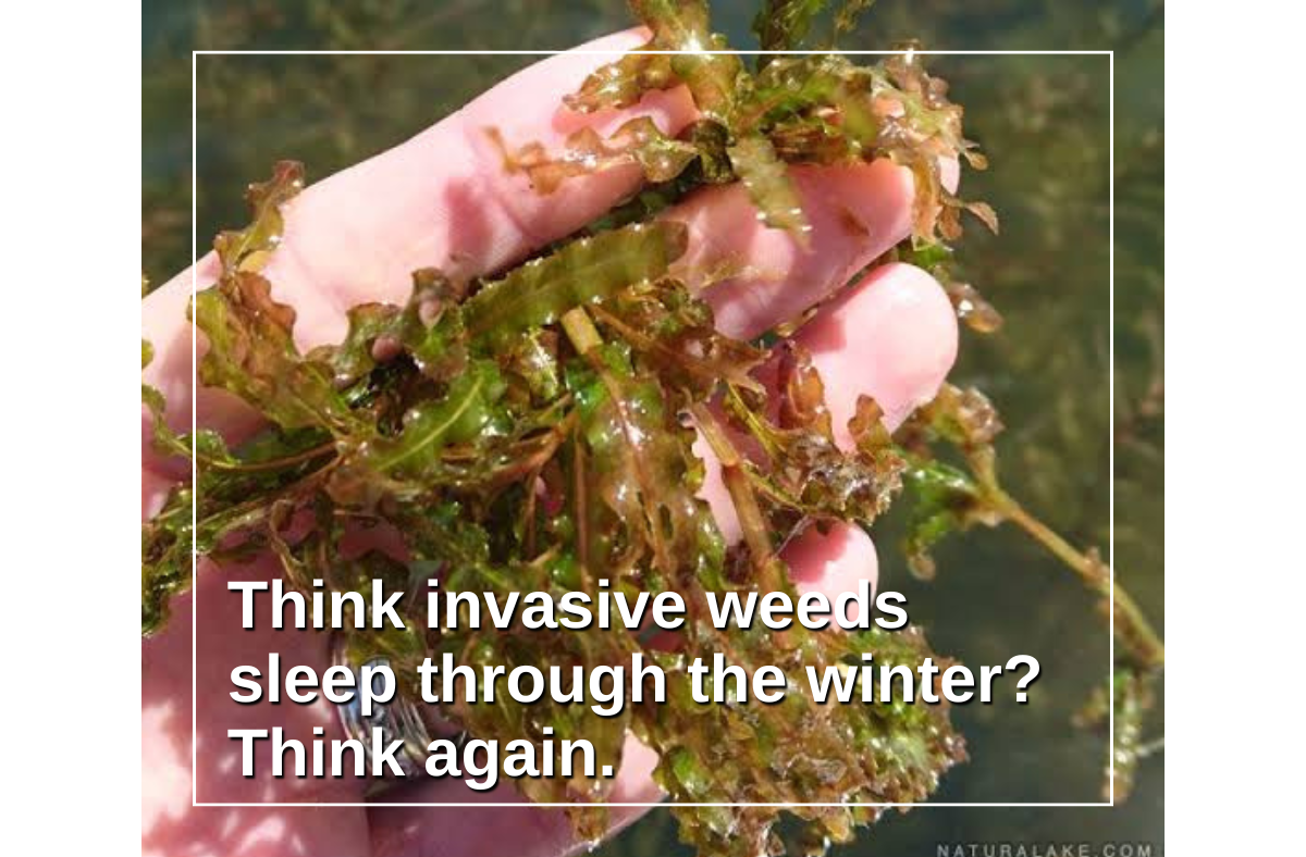 🌿 Think invasive weeds sleep through the winter? Think again. ❄️