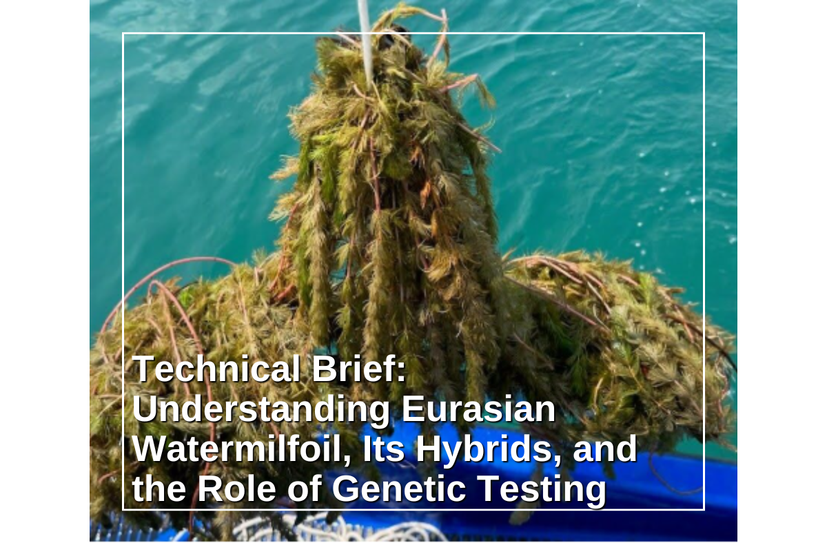Technical Brief: Understanding Eurasian Watermilfoil, Its Hybrids, and the Role of Genetic Testing