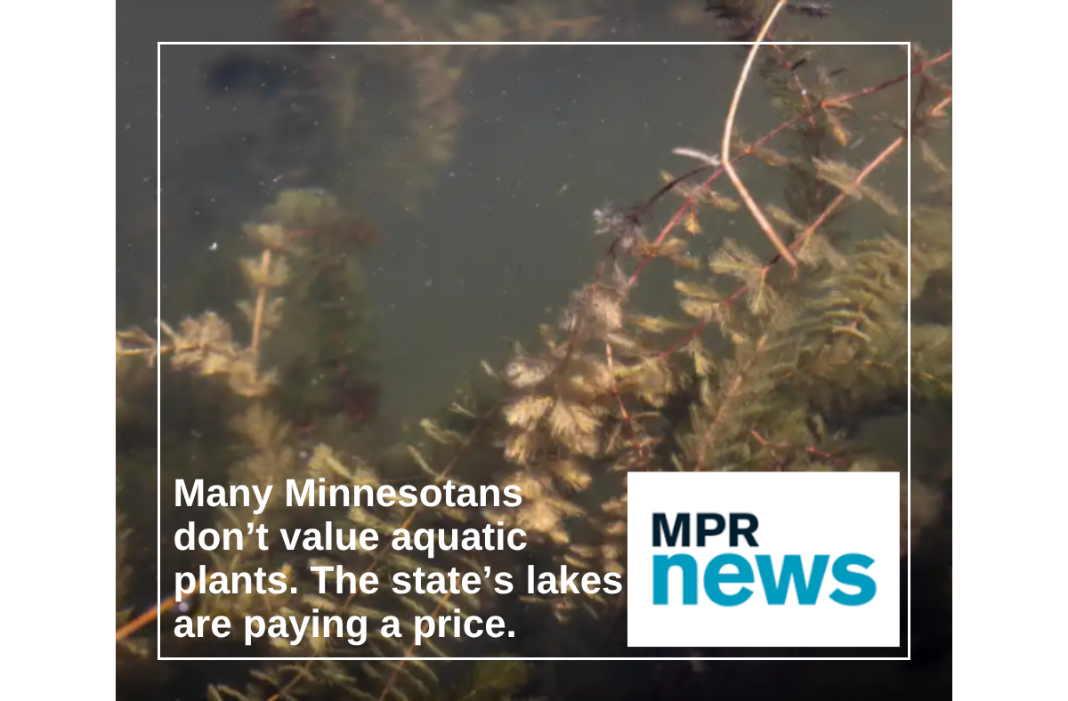 Many Minnesotans don’t value aquatic plants. The state’s lakes are paying a price.