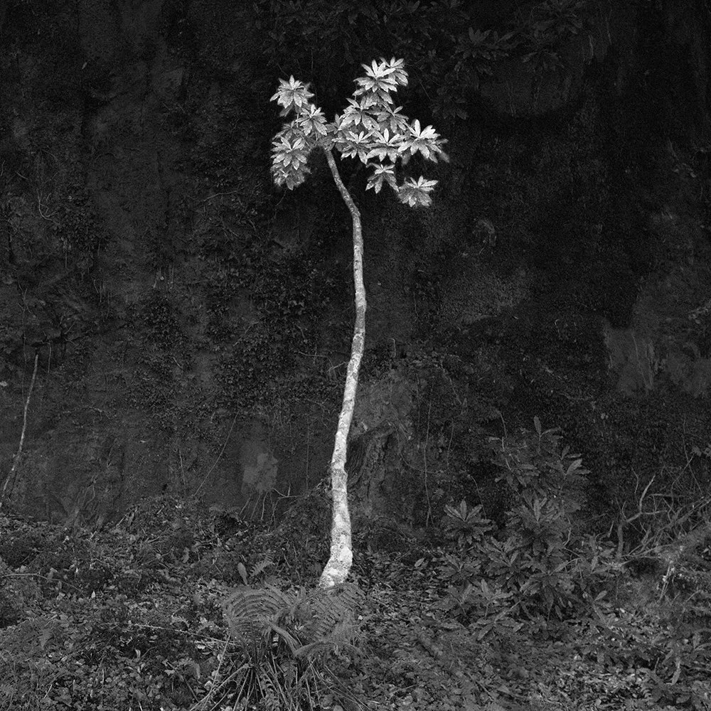 GlengarriffTree copy.jpg