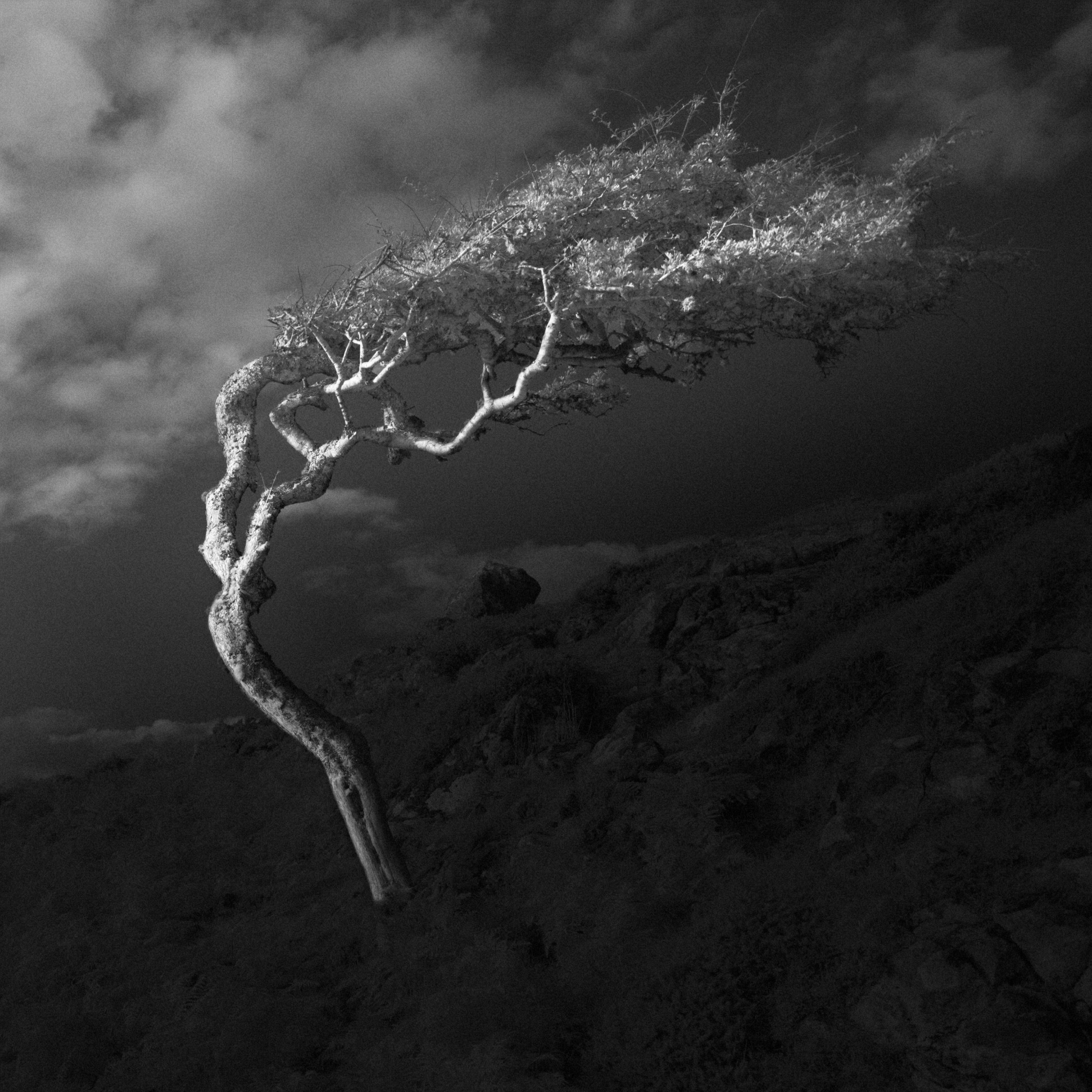 Nature's Resilience
