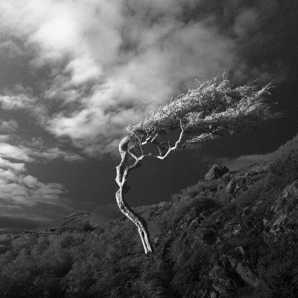 ConnemaraTree copy.jpg