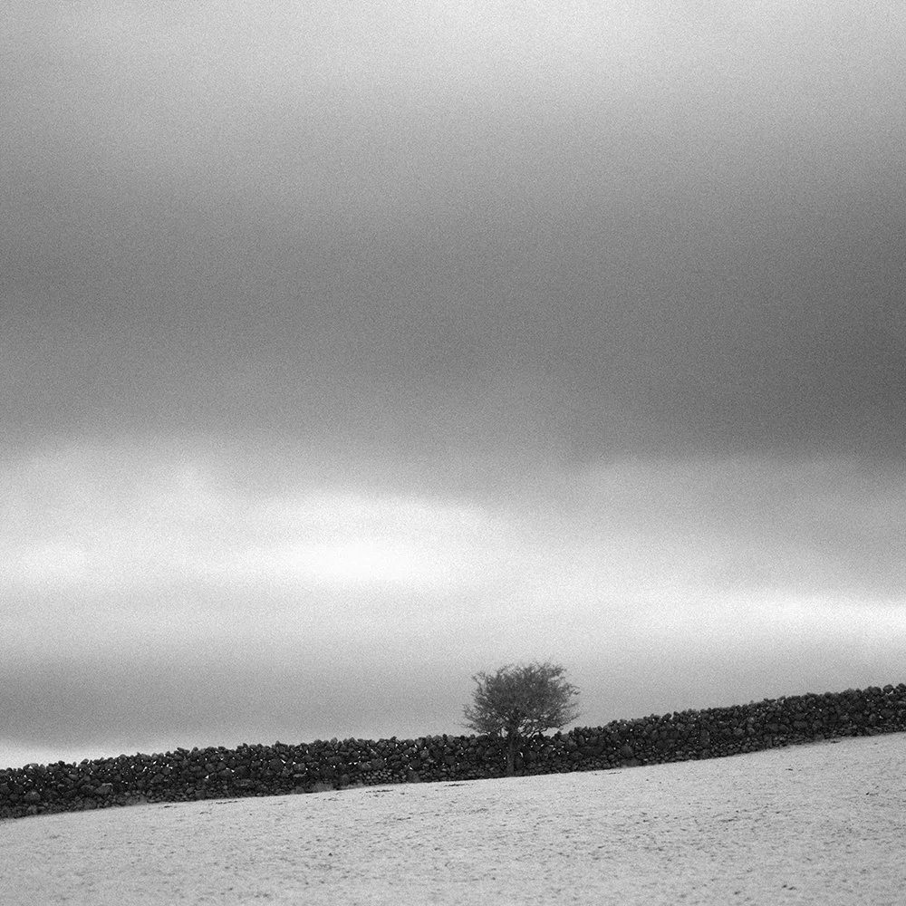 ConnemaraTree2 copy.jpg