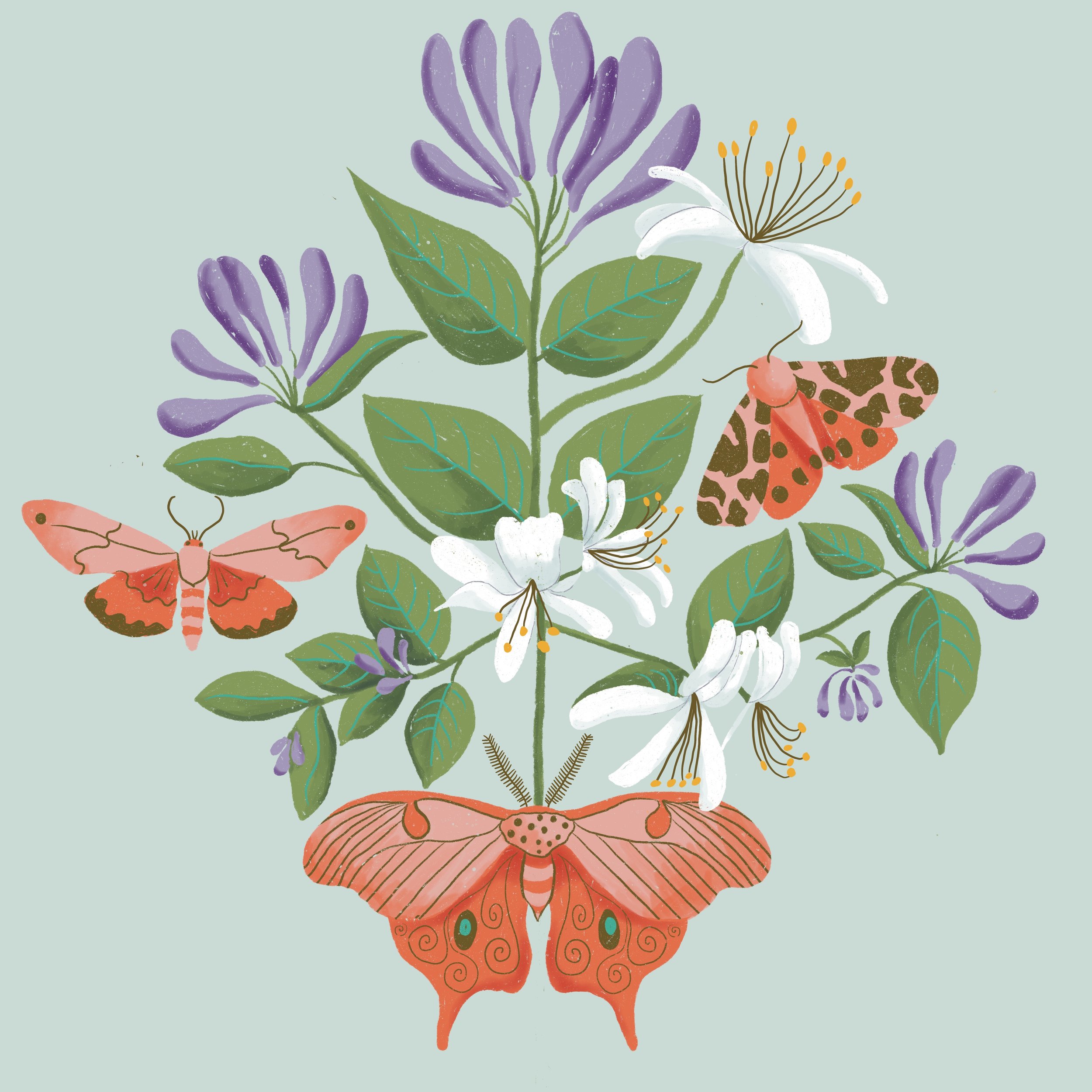 Honeysuckle 2.jpg