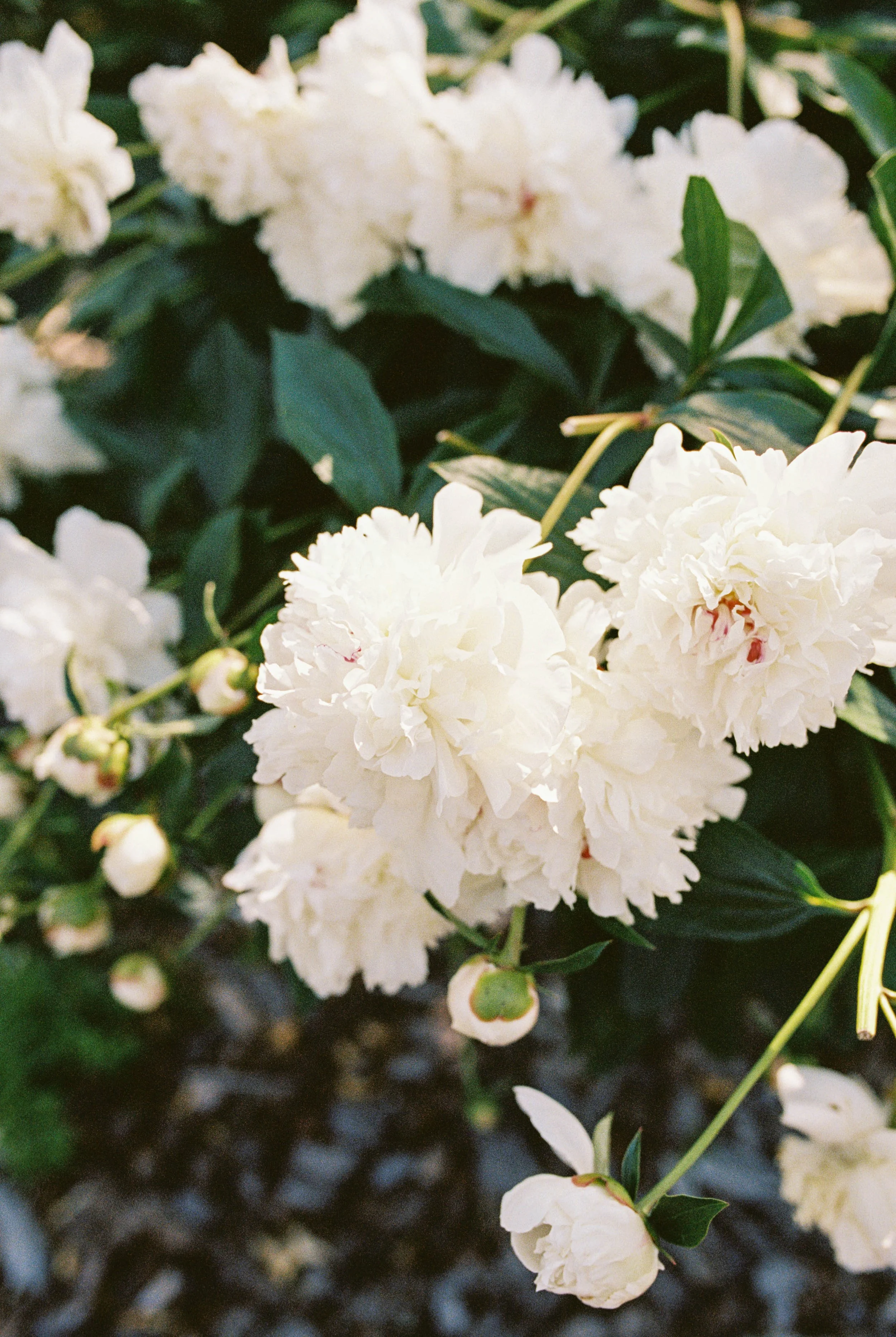 JessSlaterPhotography - Lemon Wedding FILM BLOG-26.jpg