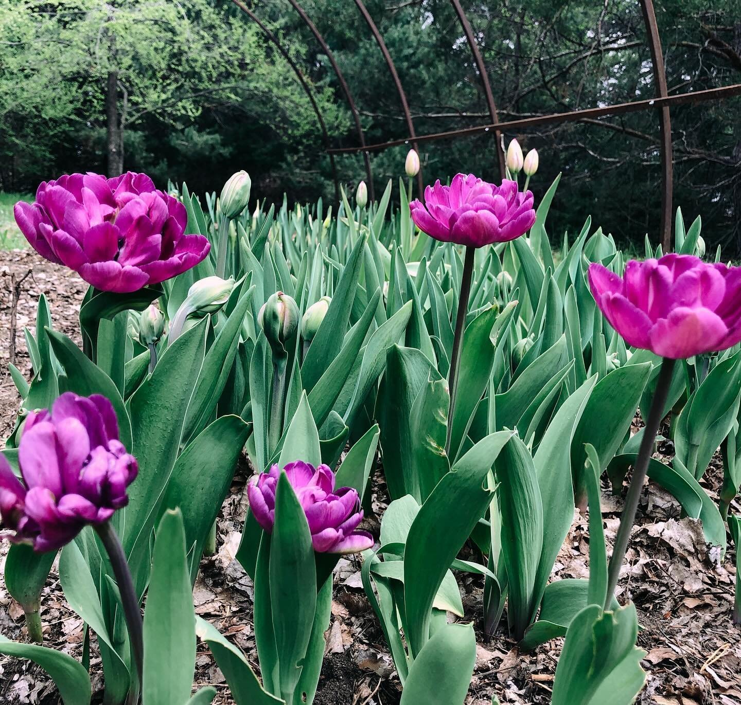 This is what our views will look like very soon! Tulips are all popped through, well hydrated, and will be showing off their unique colors and textures in the next few weeks! 

Have you ordered a @honeydewfieldsmn tulip bouquet yet? Visit our site to