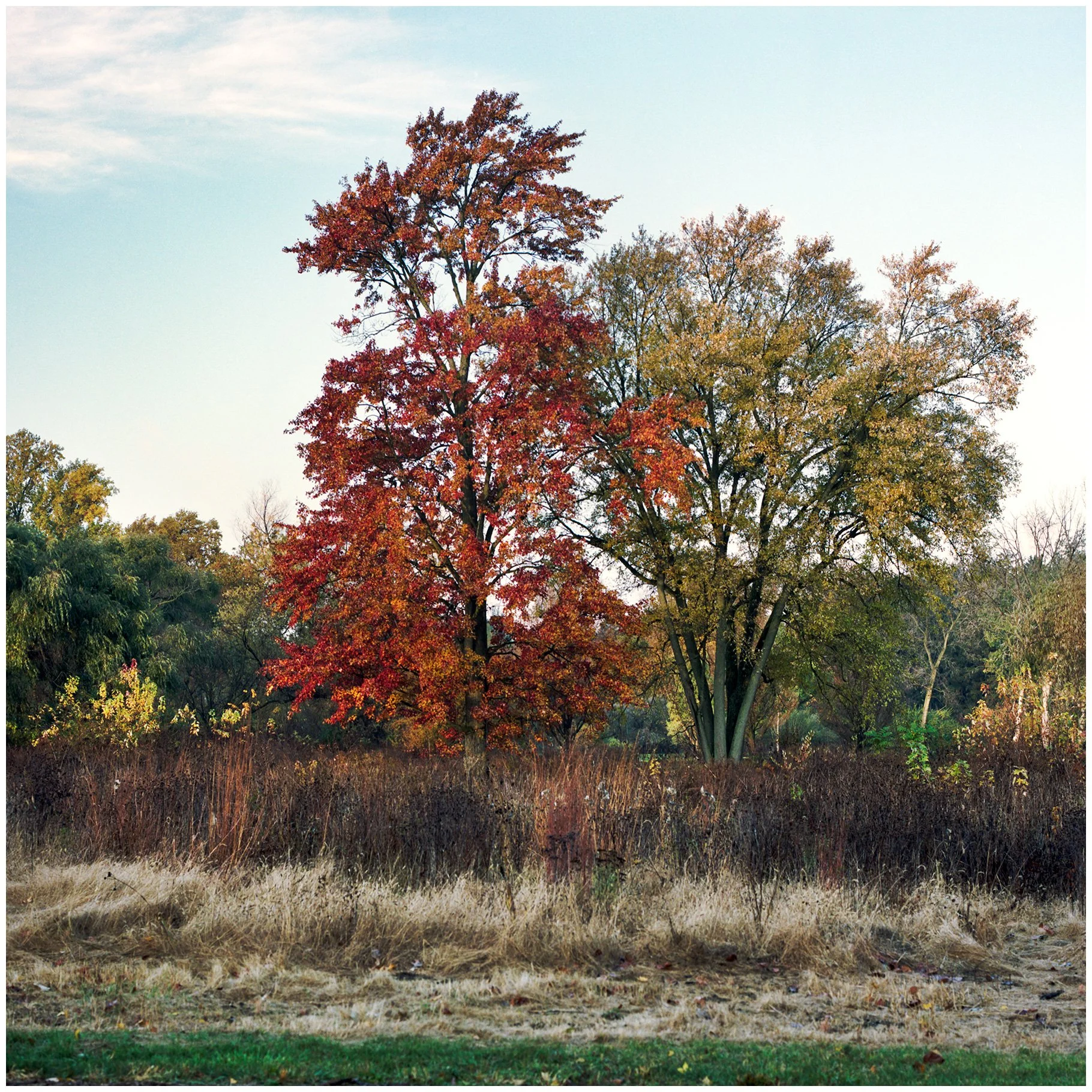 Morton Arboretum, Lisle, IL; Hasselblad 503CW; Portra 160 Film
