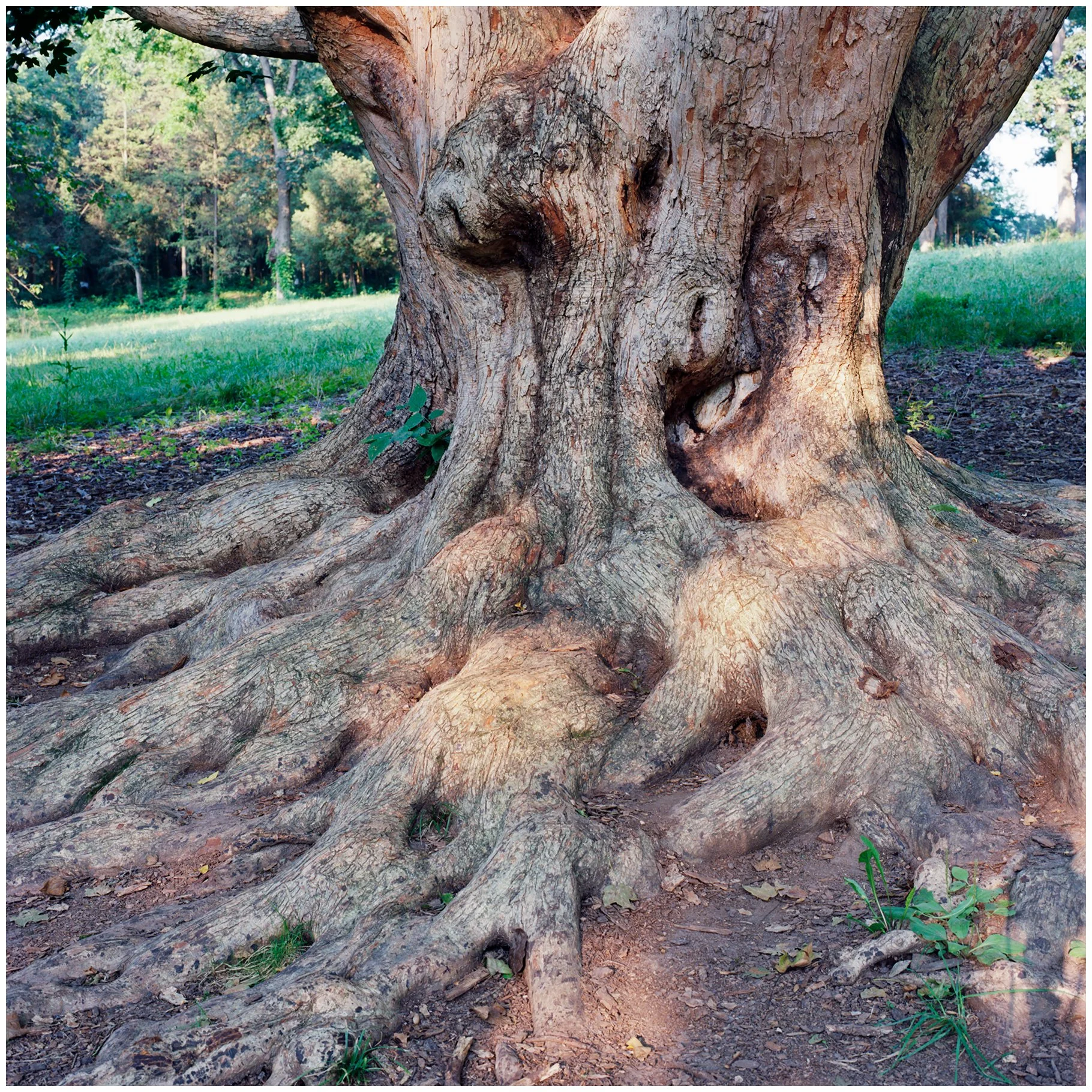 08/05/2025: Morton's Arboretum: Hasselblad 503CW, Ektar 100 Film