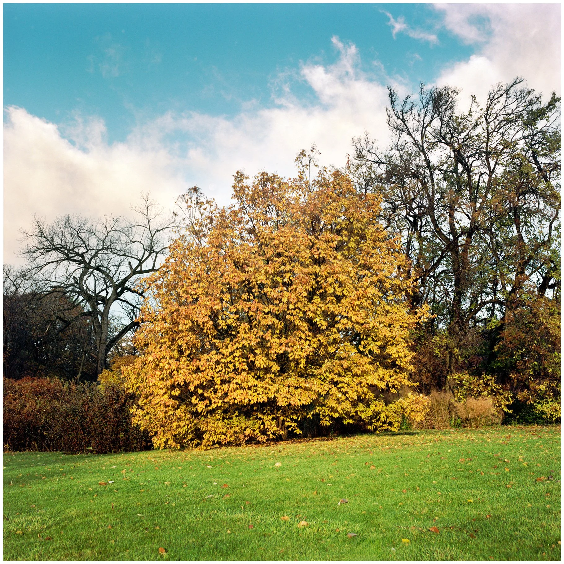 Morton Arboretum, Lisle, IL; Hasselblad 503CW; Portra 160 Film