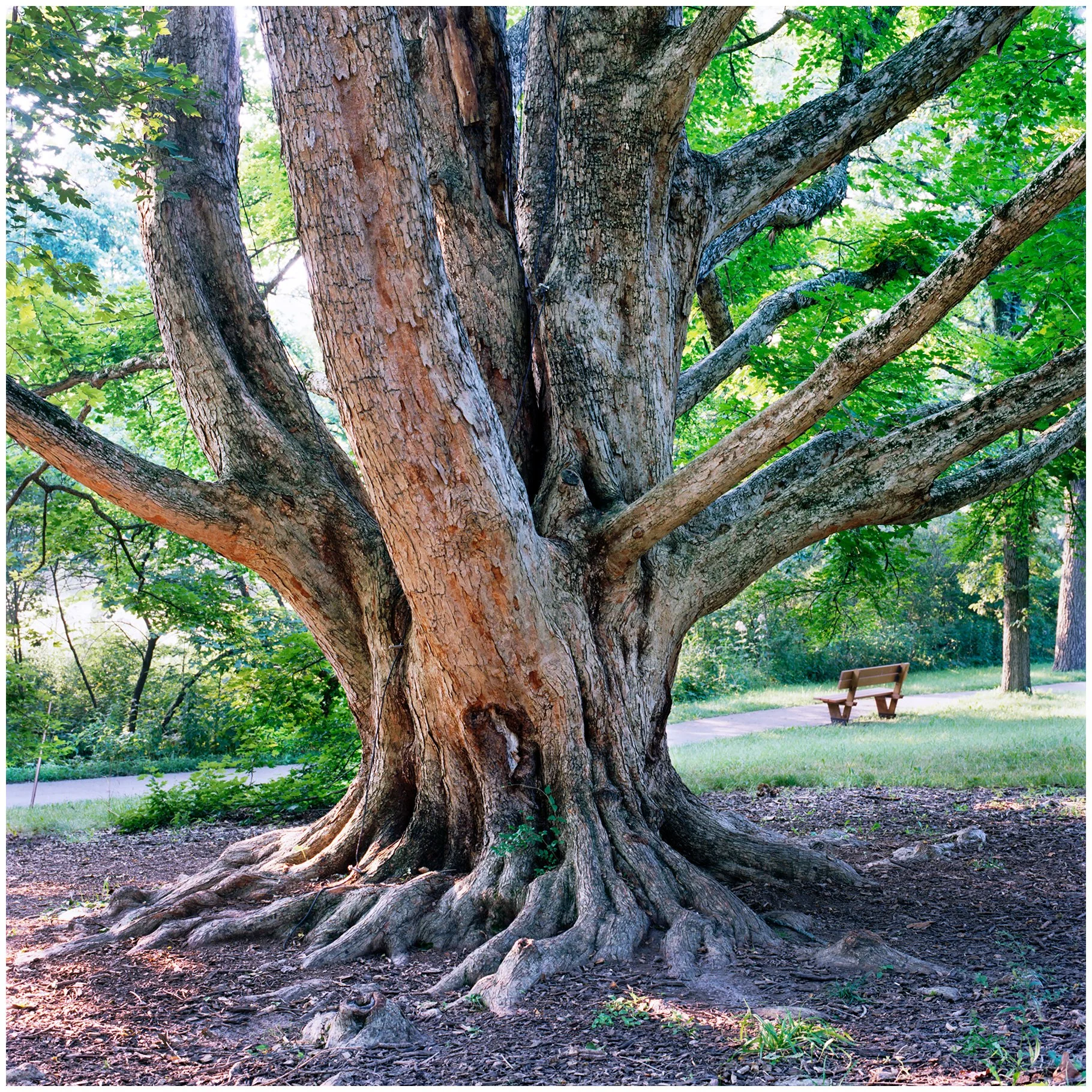 08/05/2025: Morton's Arboretum: Hasselblad 503CW, Ektar 100 Film
