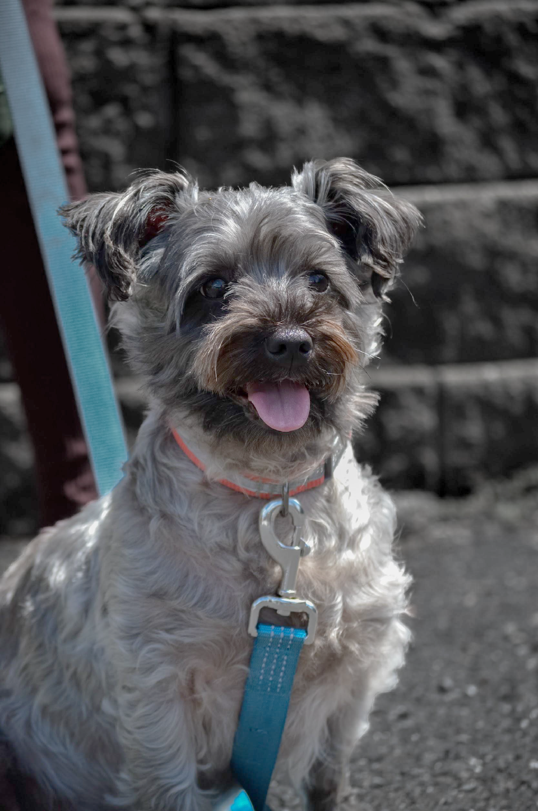 Pepper