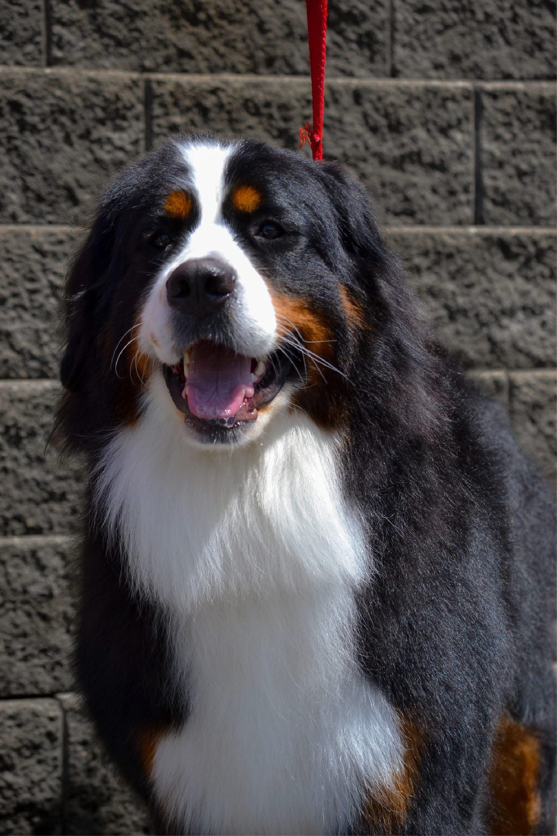 Toula