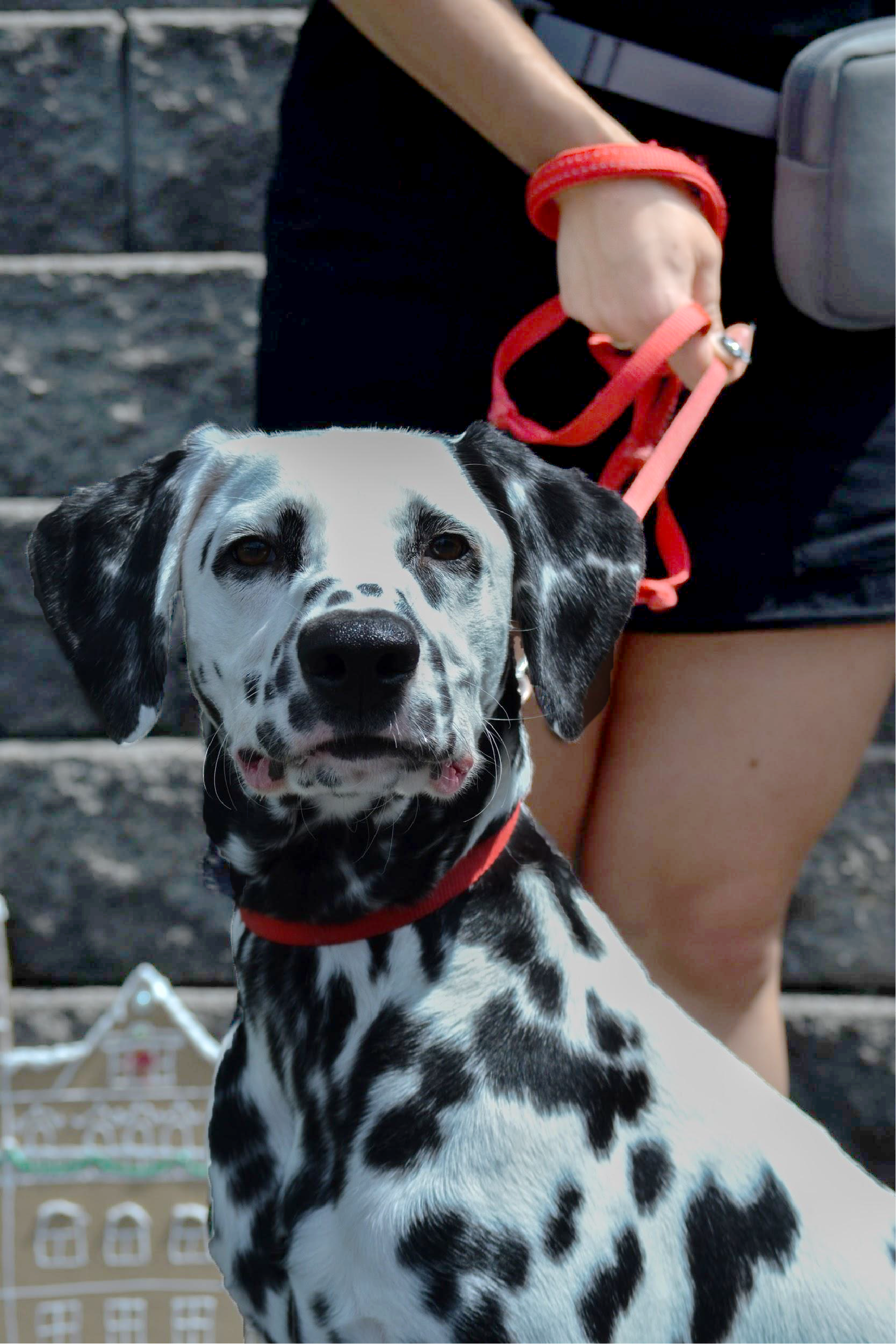 Pongo