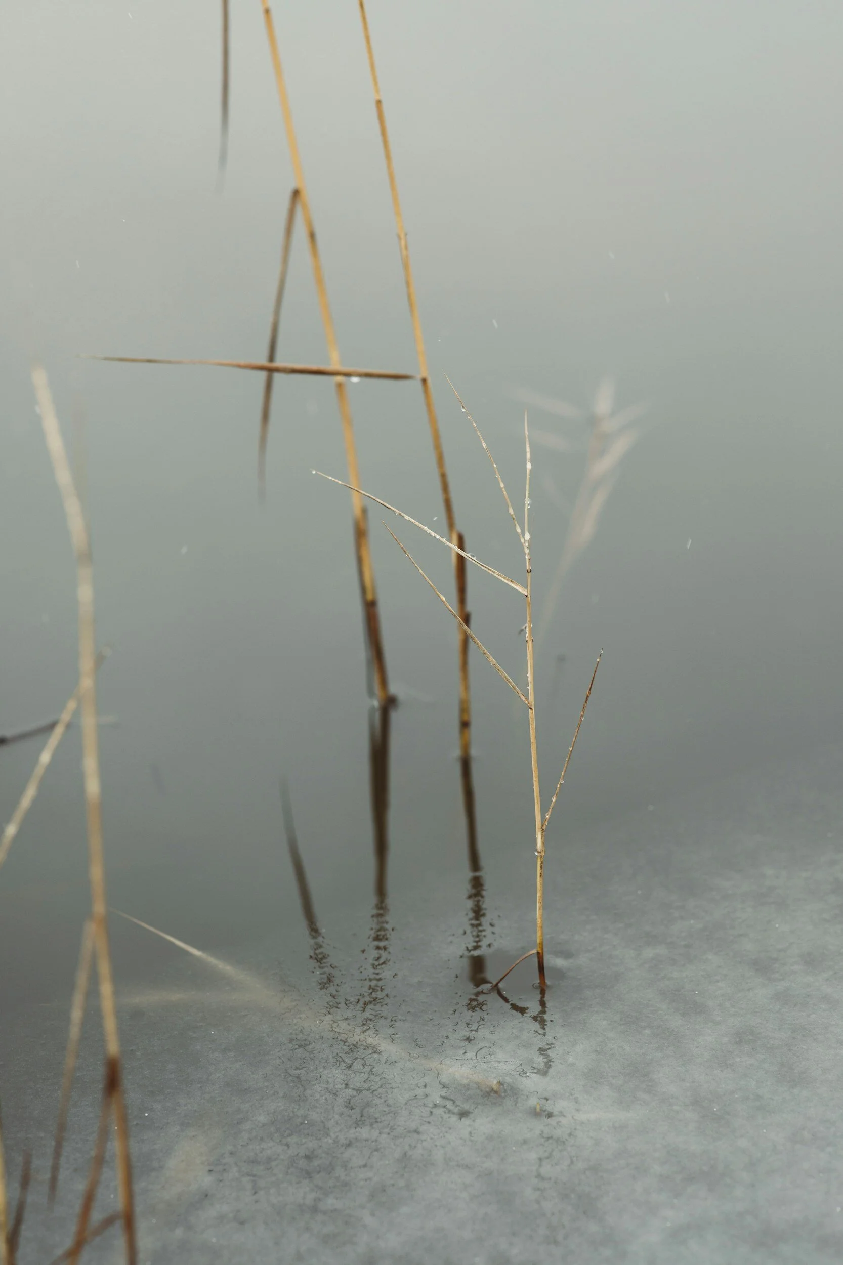 seasonal transitions 