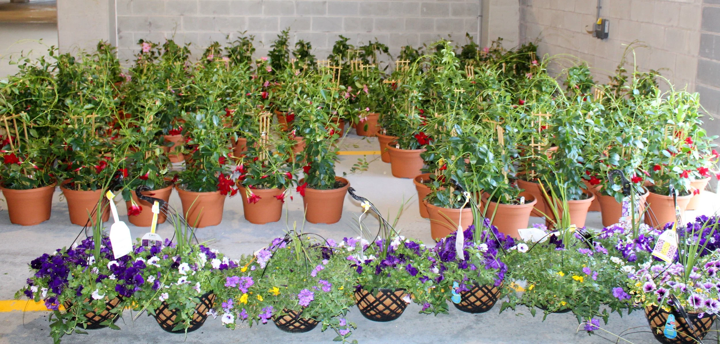 CCflowers1.jpg