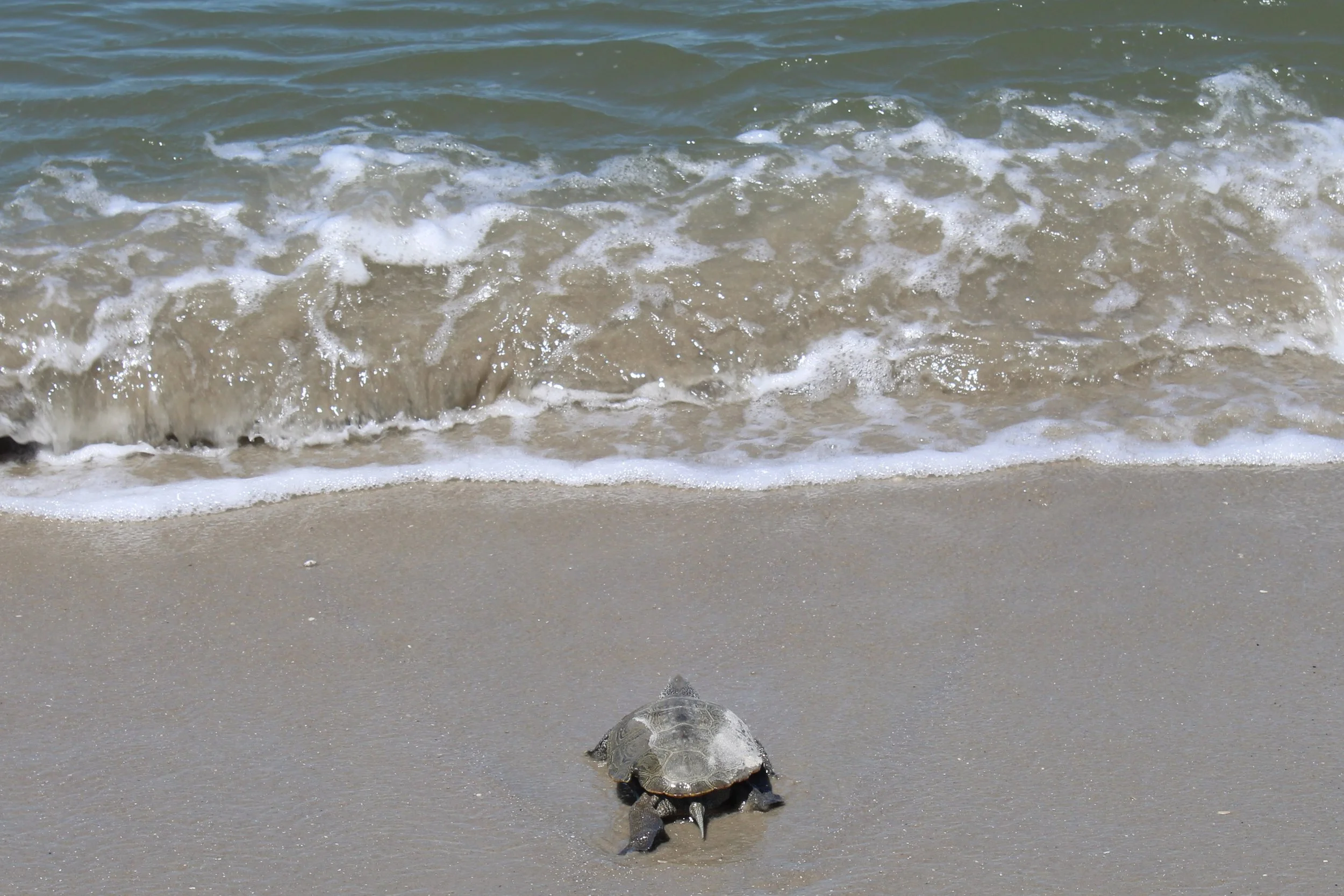 PreseasonBC-turtle!.jpg