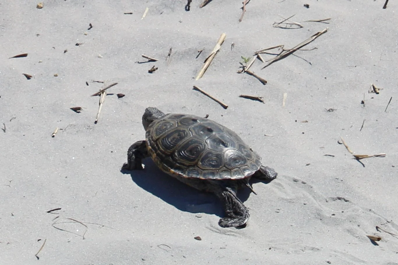 PreseasonBC-turtle3.jpg