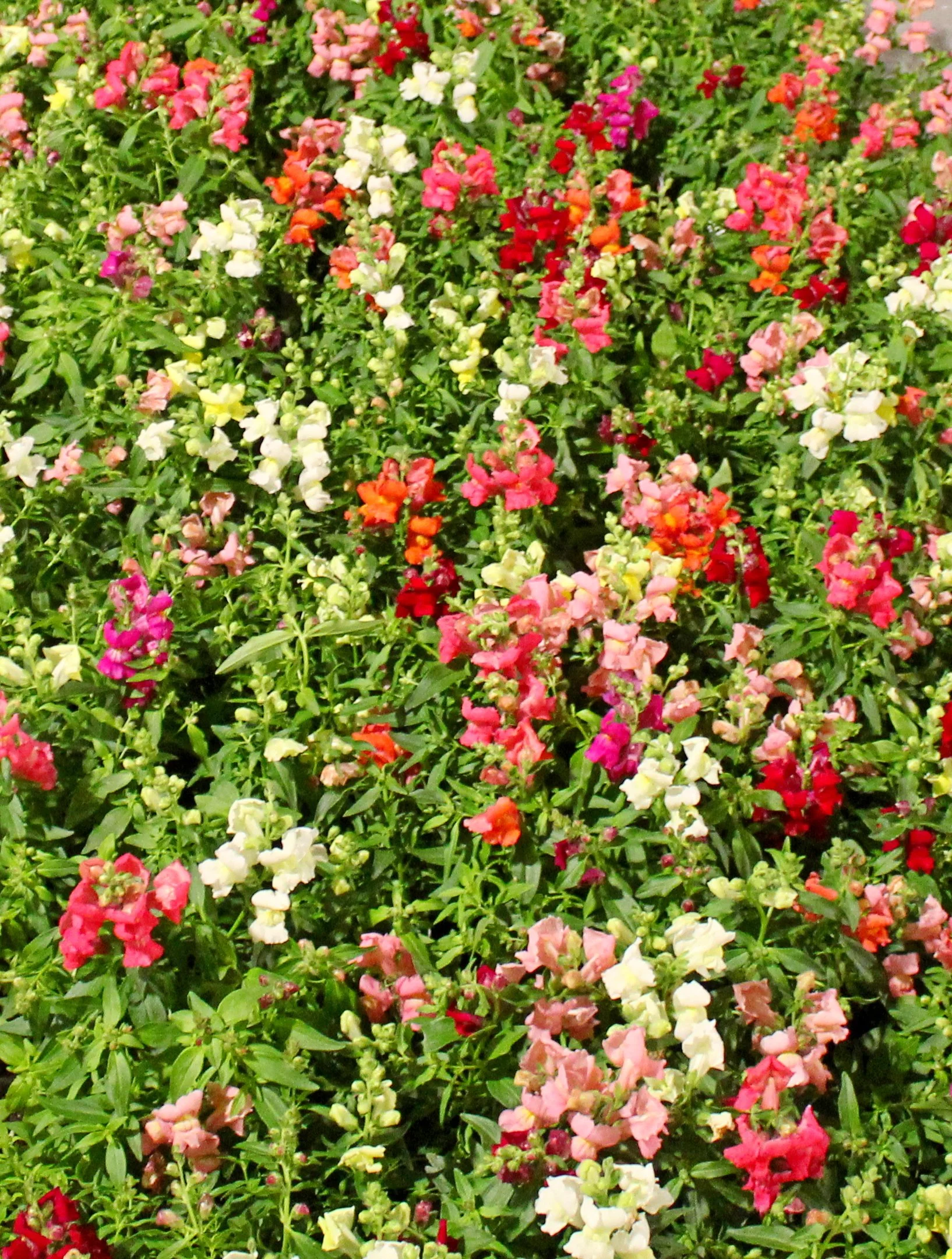 CCflowers8.jpg