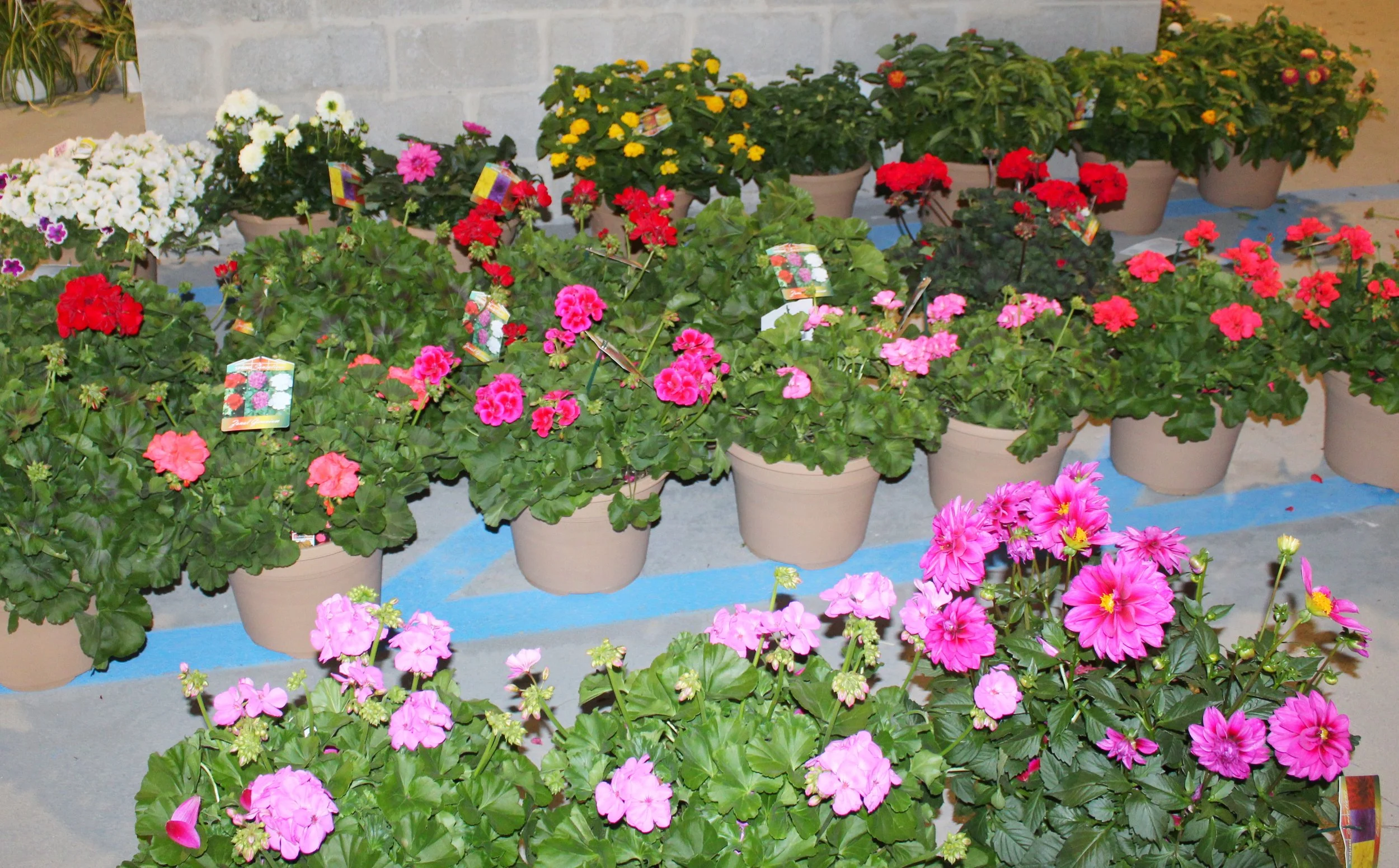 CCflowers2.jpg