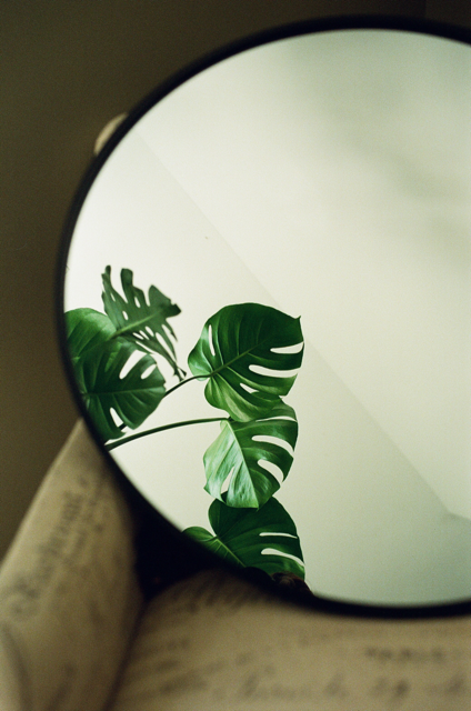 Mittel (Monstera Spiegel).png