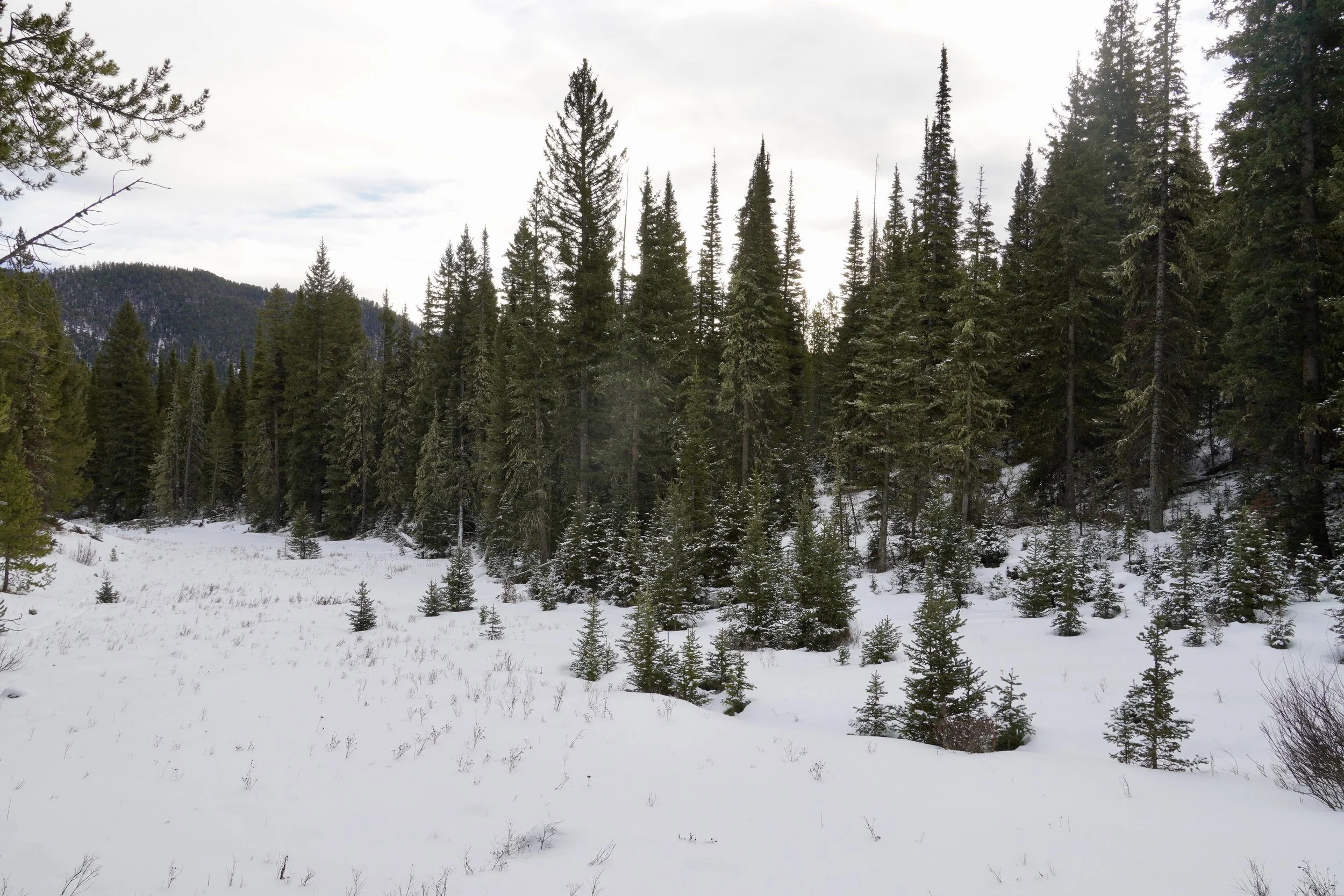 Classic XC Ski Insulin Strategies