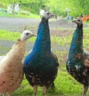 peacocks.jpg