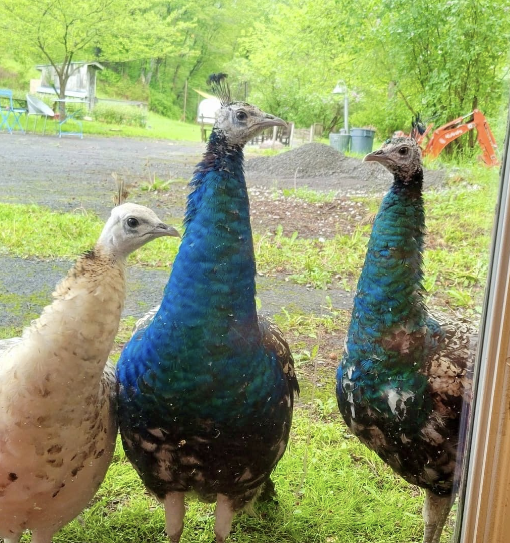 Screenshot 2026-04-10 at 1.10.03 AM.png