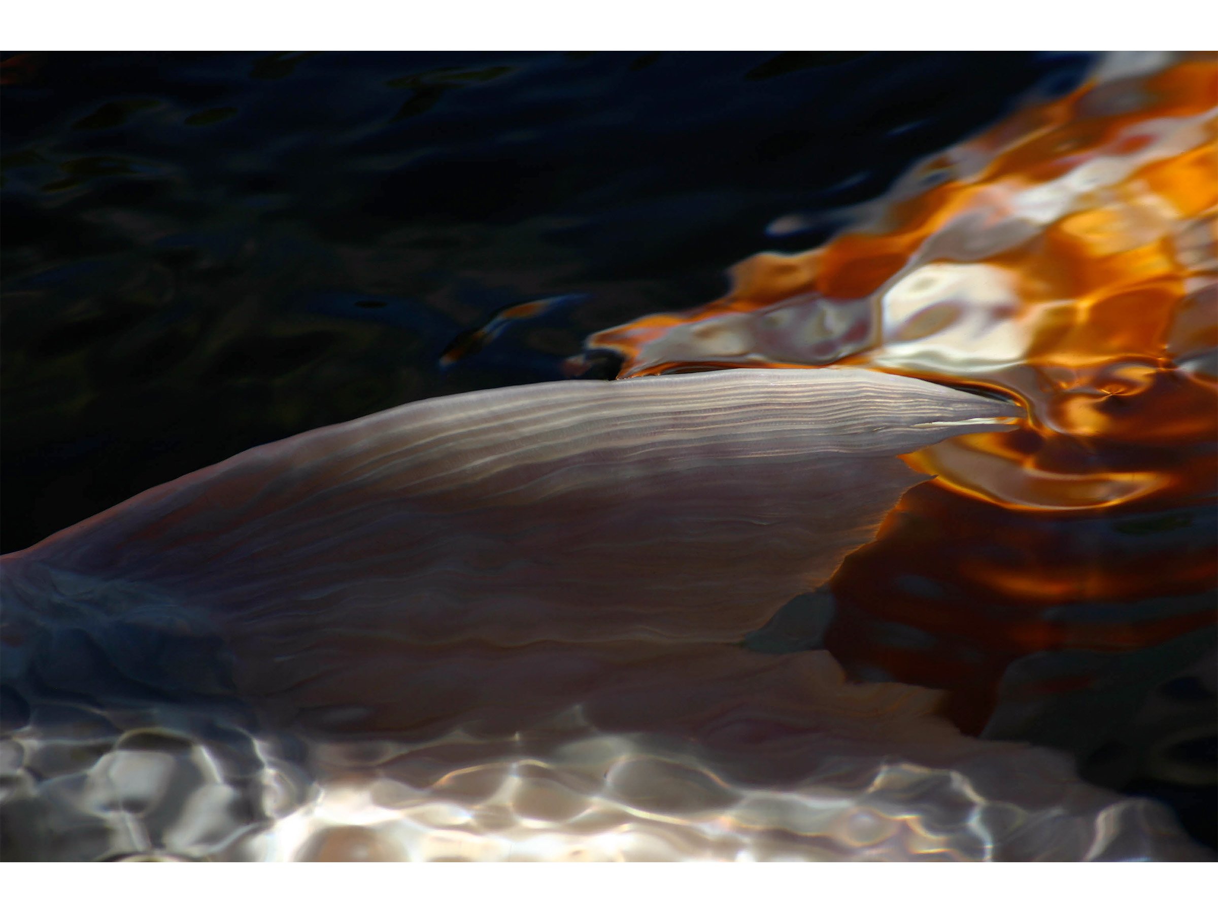 koi-light-abstract-underwater-color-print.jpg