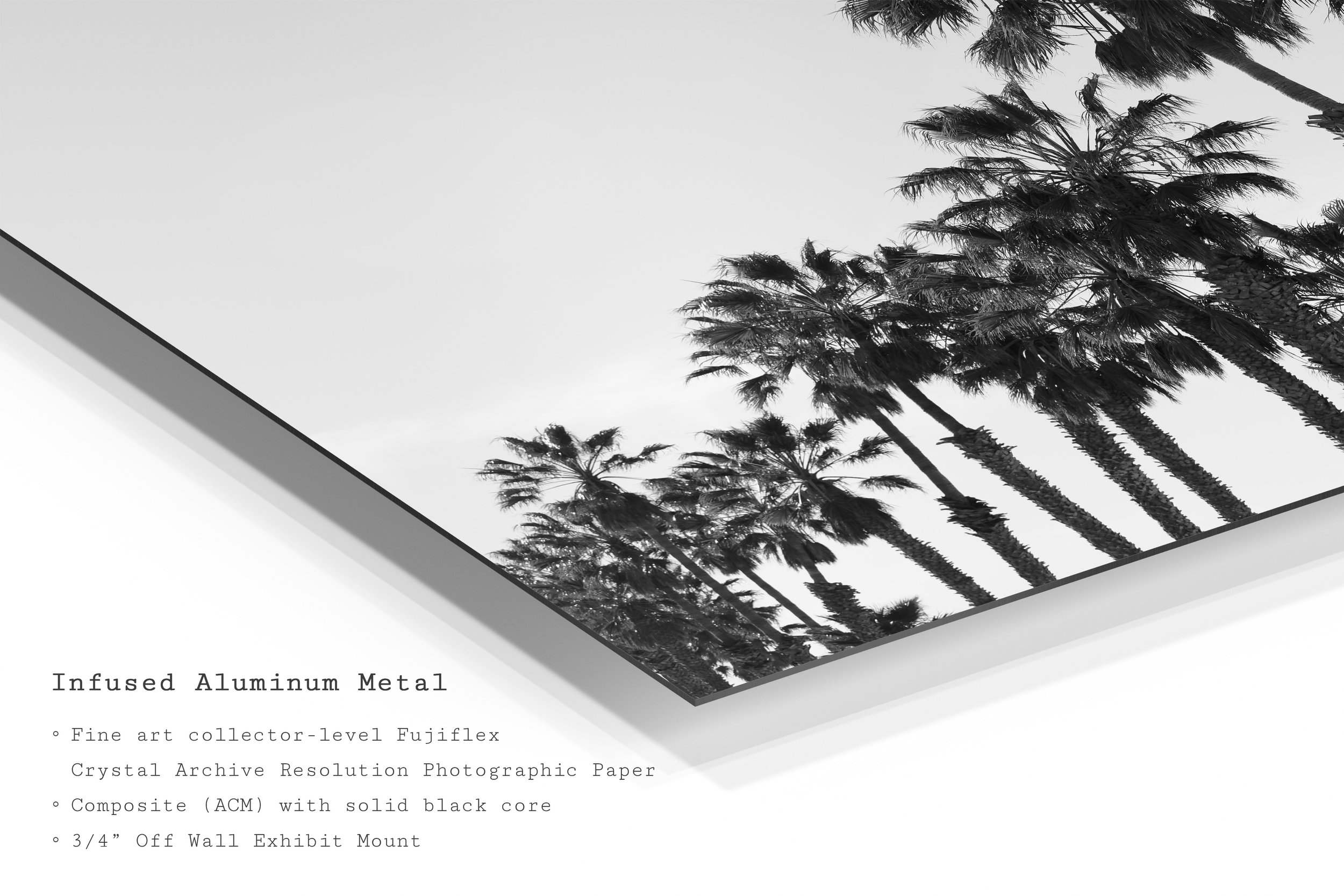 black-white-palm-tree-metal-wall-art-print.jpg
