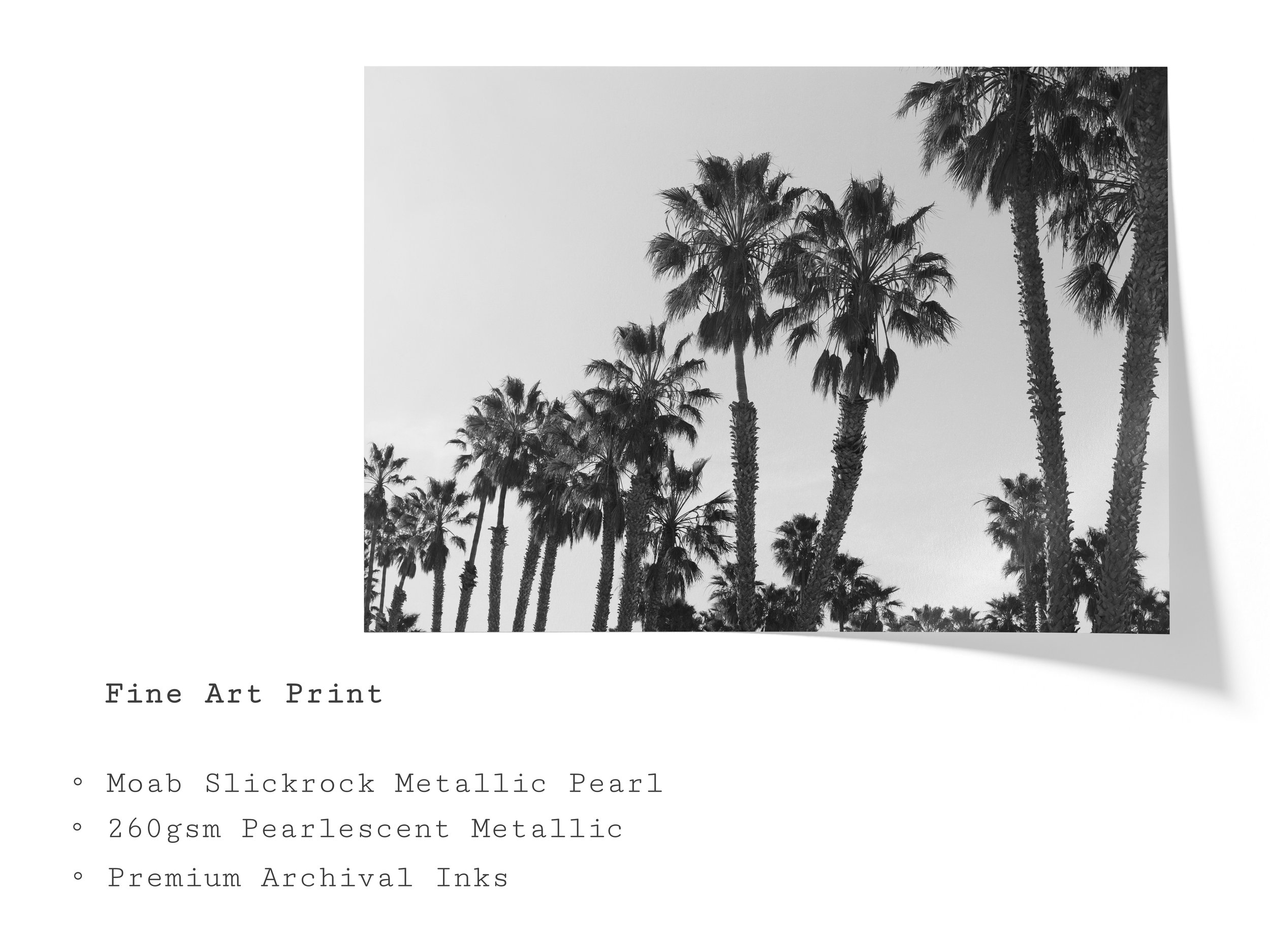 black-white-palm-tree-fine-art-photograph.jpg