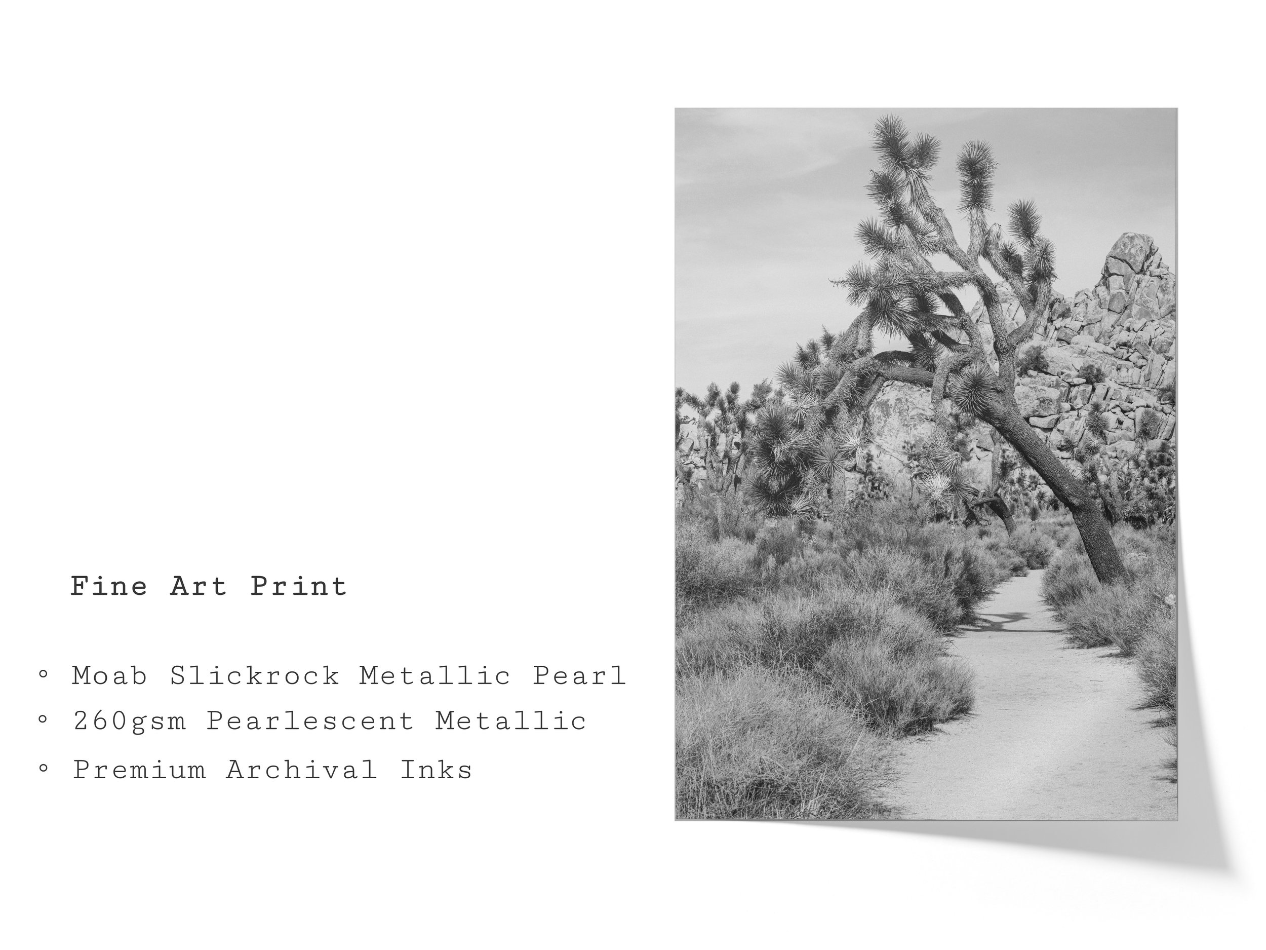 sunbaked-soul-black-white-joshua-tree-fine-art-print.jpg