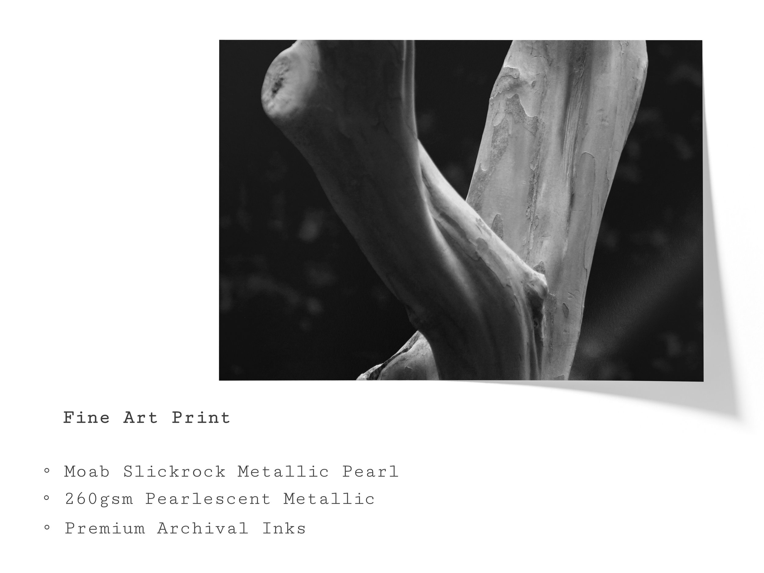 twisted-grain-bw-tree-trunk-fine-art-print.jpg