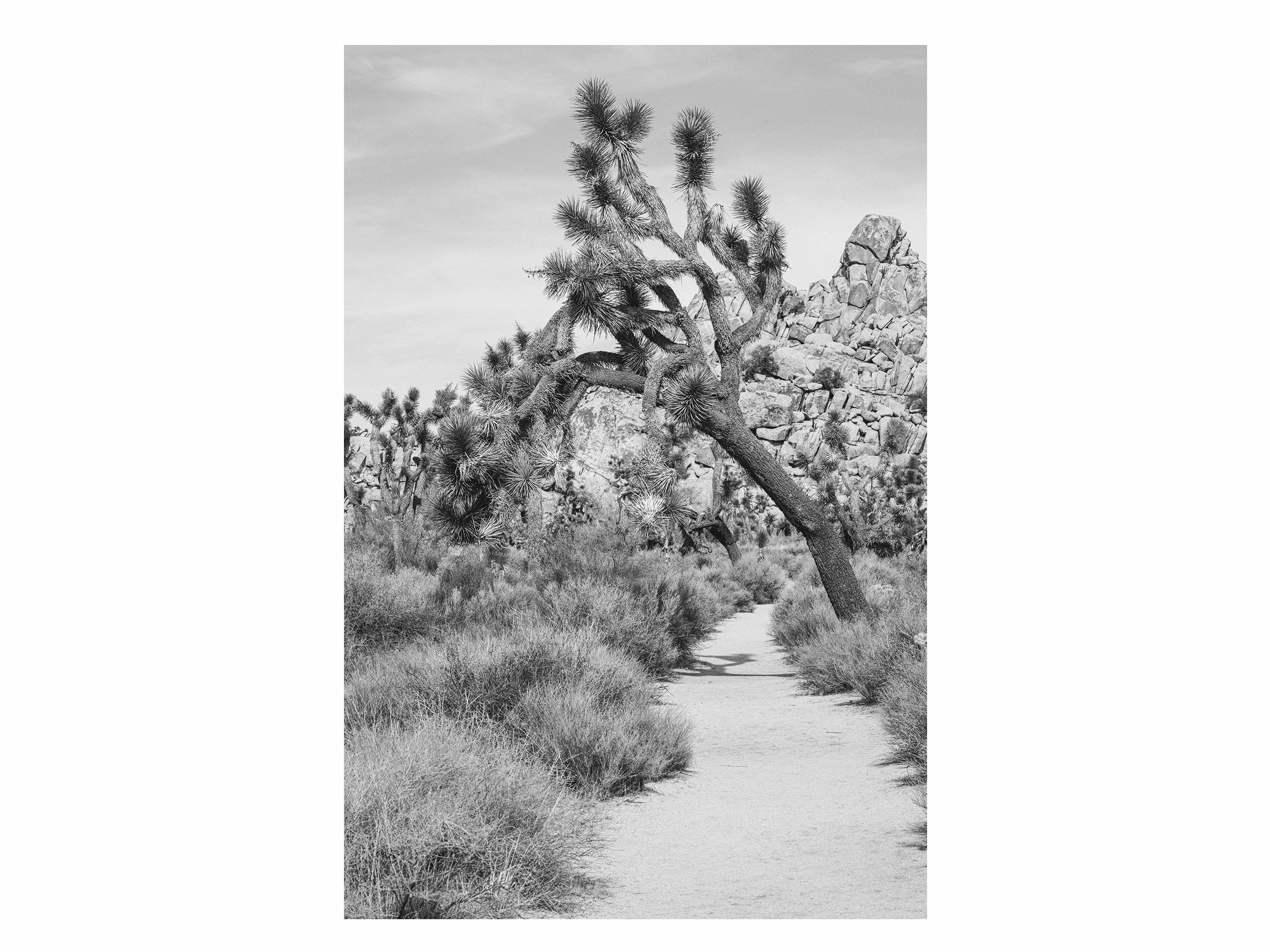 sunbaked-soul-black-white-joshua-tree-print.jpg