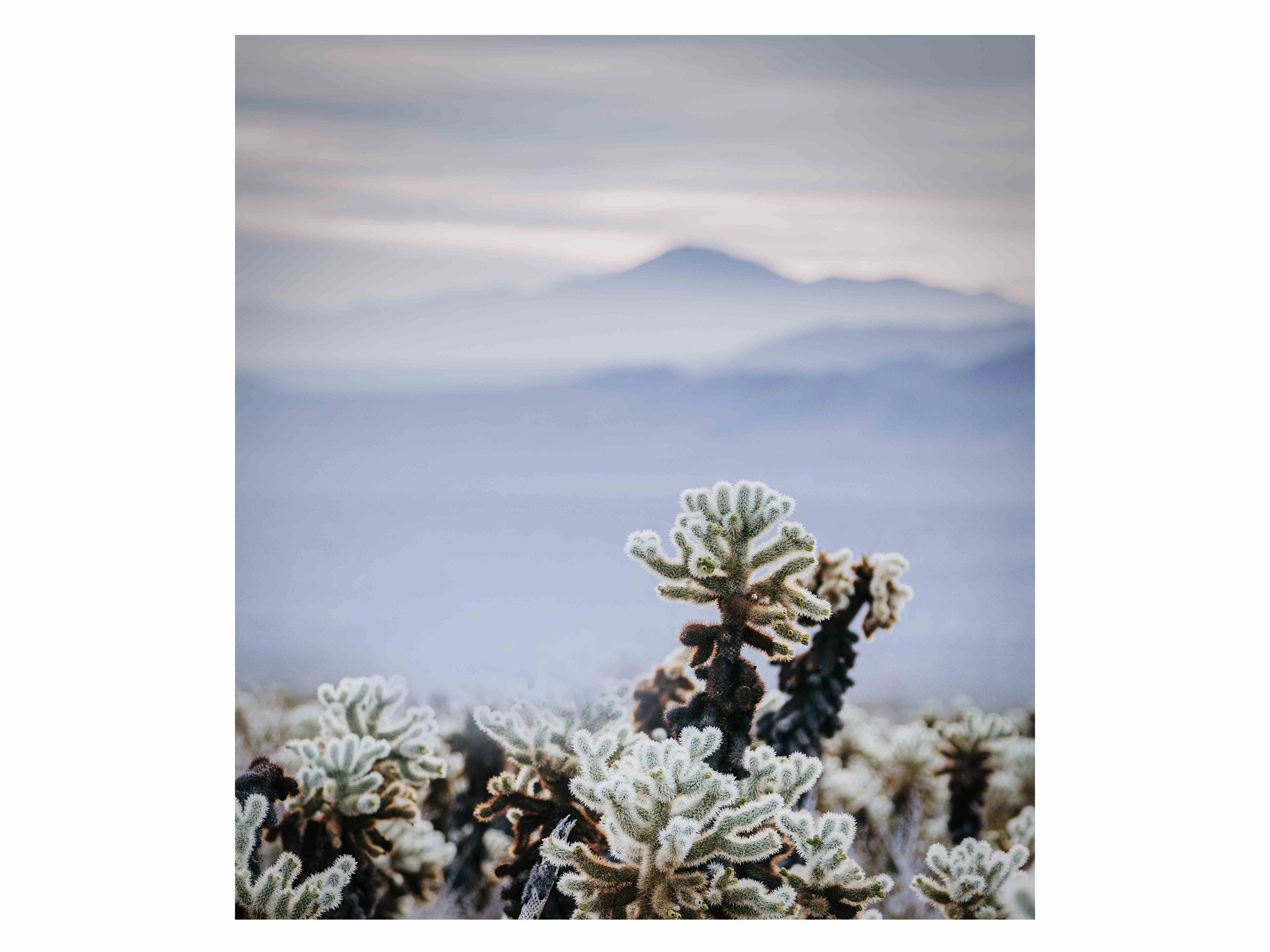 velvet-dawn-desert-cholla-cactus-print.jpg