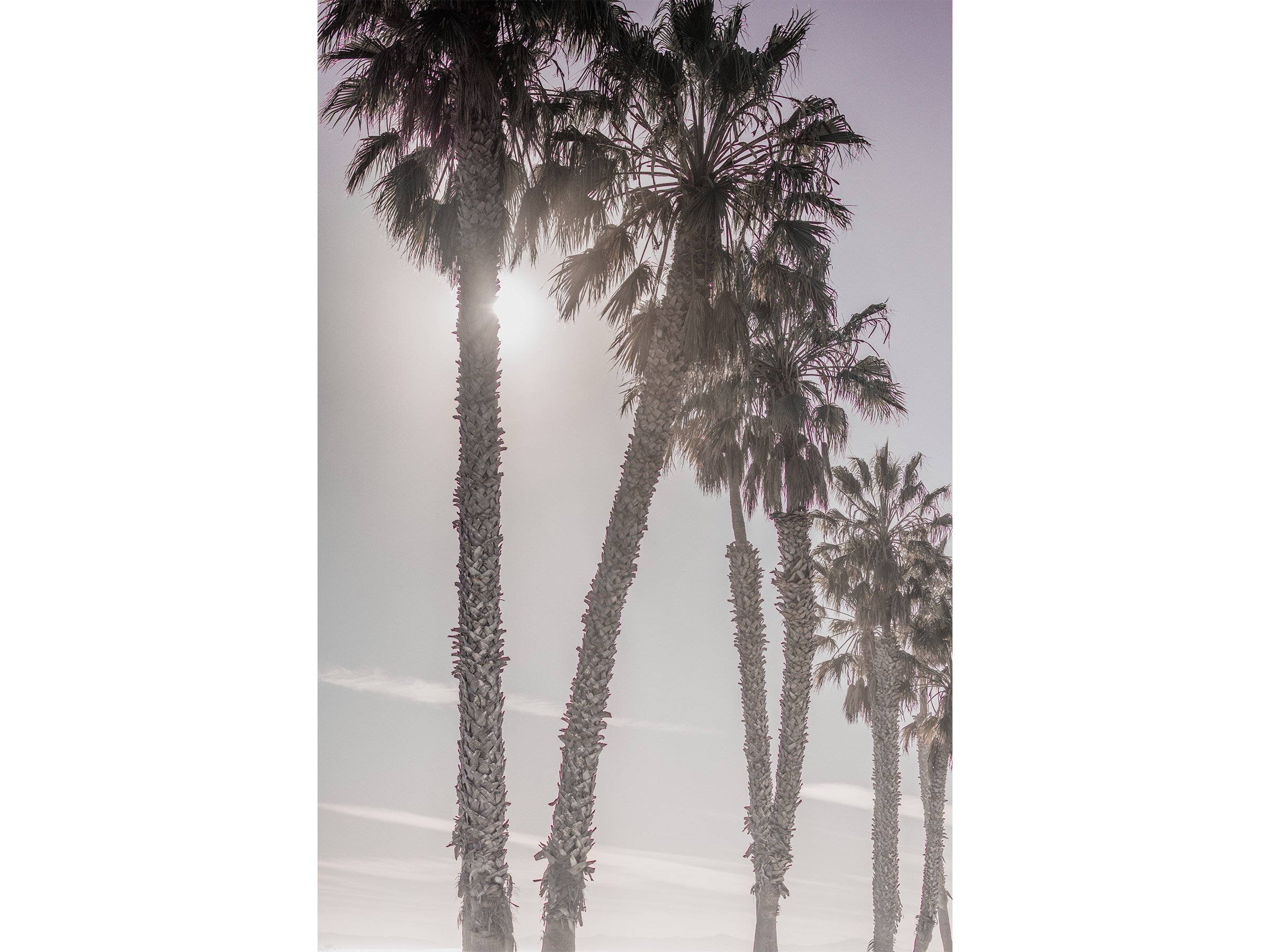 out-past-la-california-palm-tree-sunset-photography-art-print.jpg