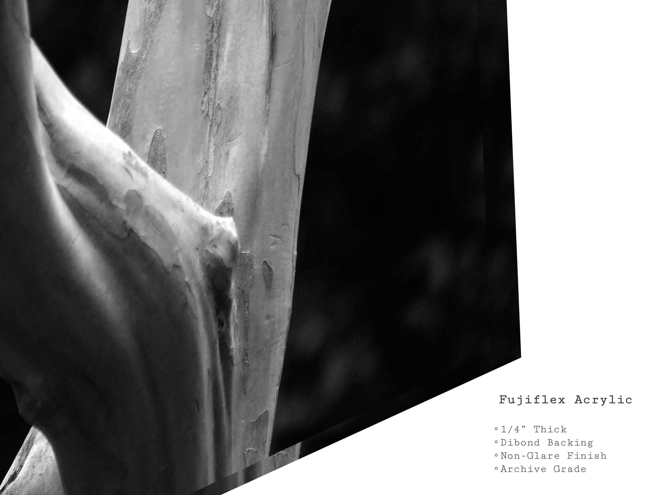 twisted-grain-bw-tree-trunk-acrylic-art-print.jpg