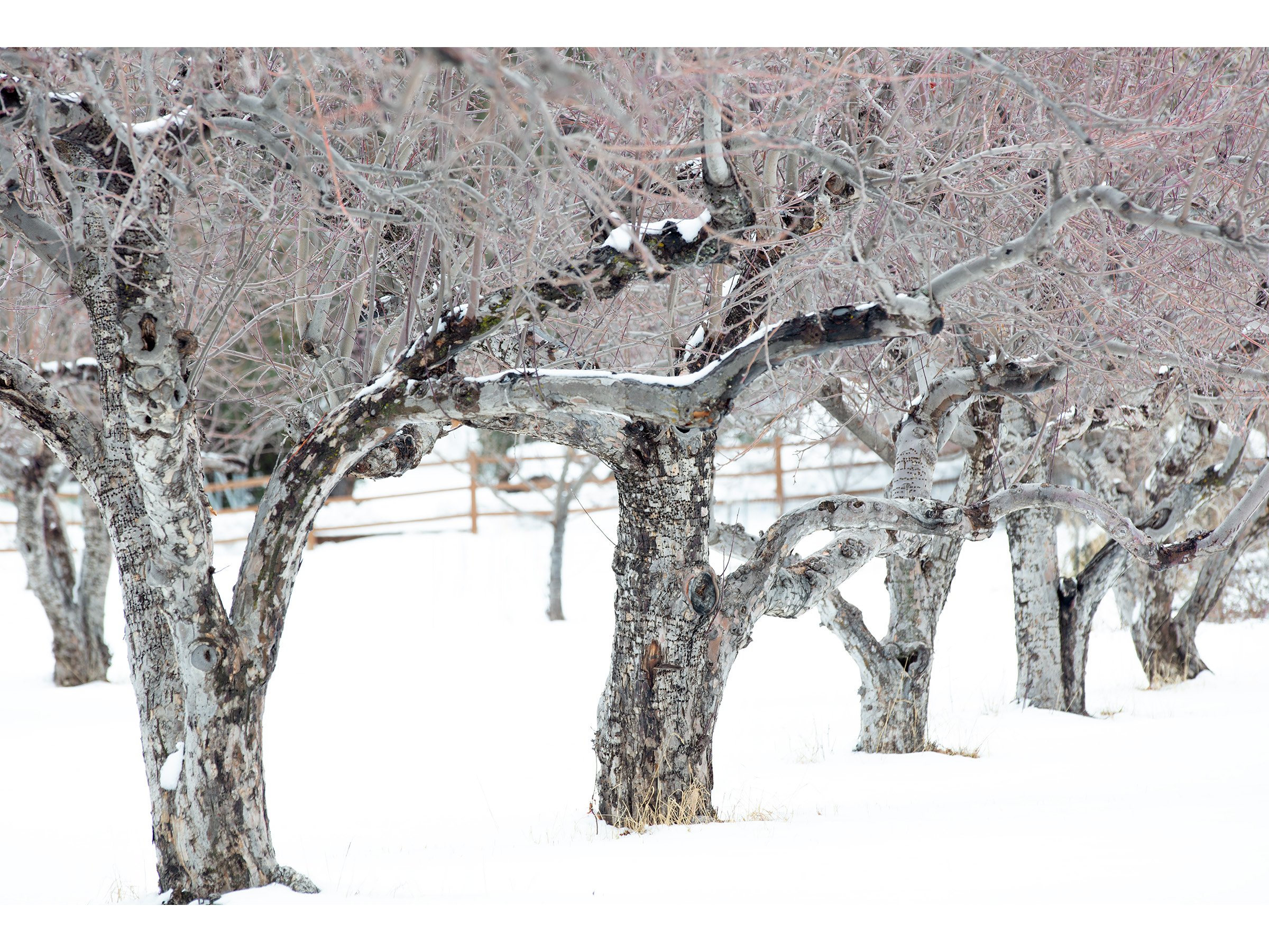 sedona-snow-orchard-winter-print.jpg