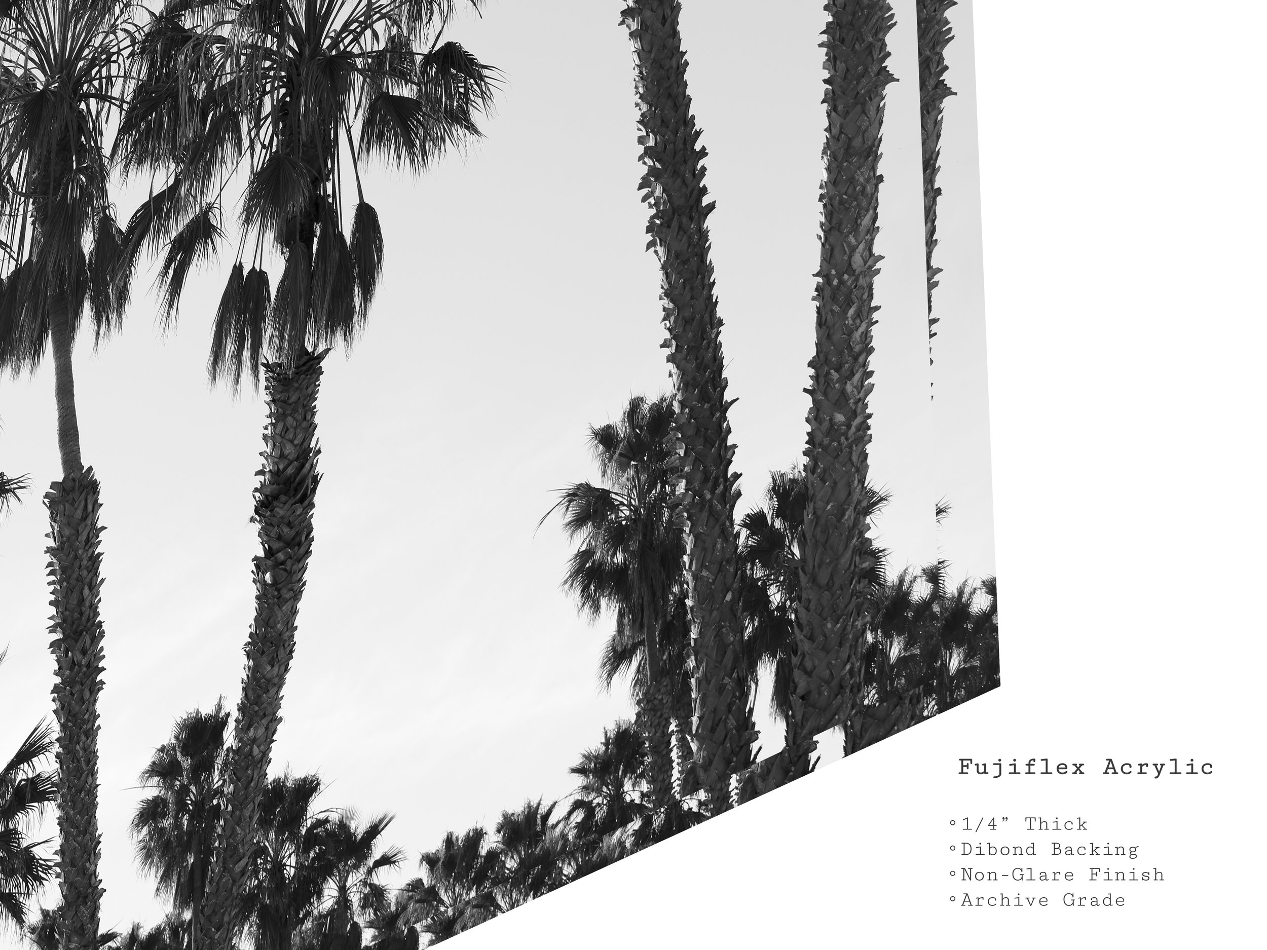 black-white-palm-tree-wall-art-acrylic-art-print.jpg