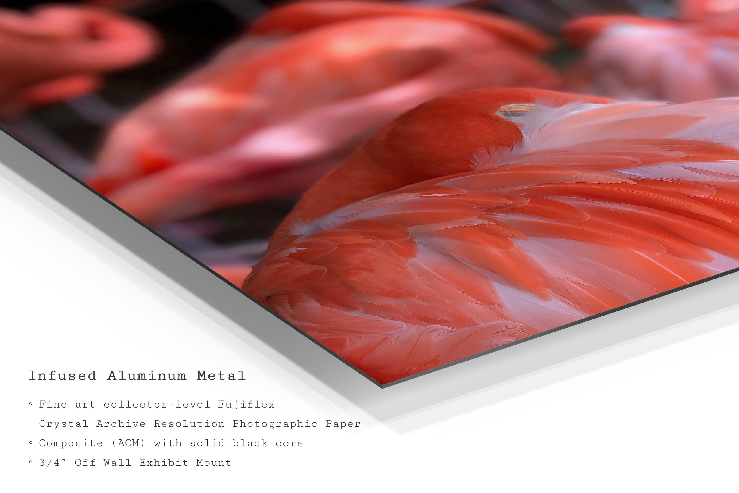 pink-flamingo-closeup-feather-metal-print.jpg