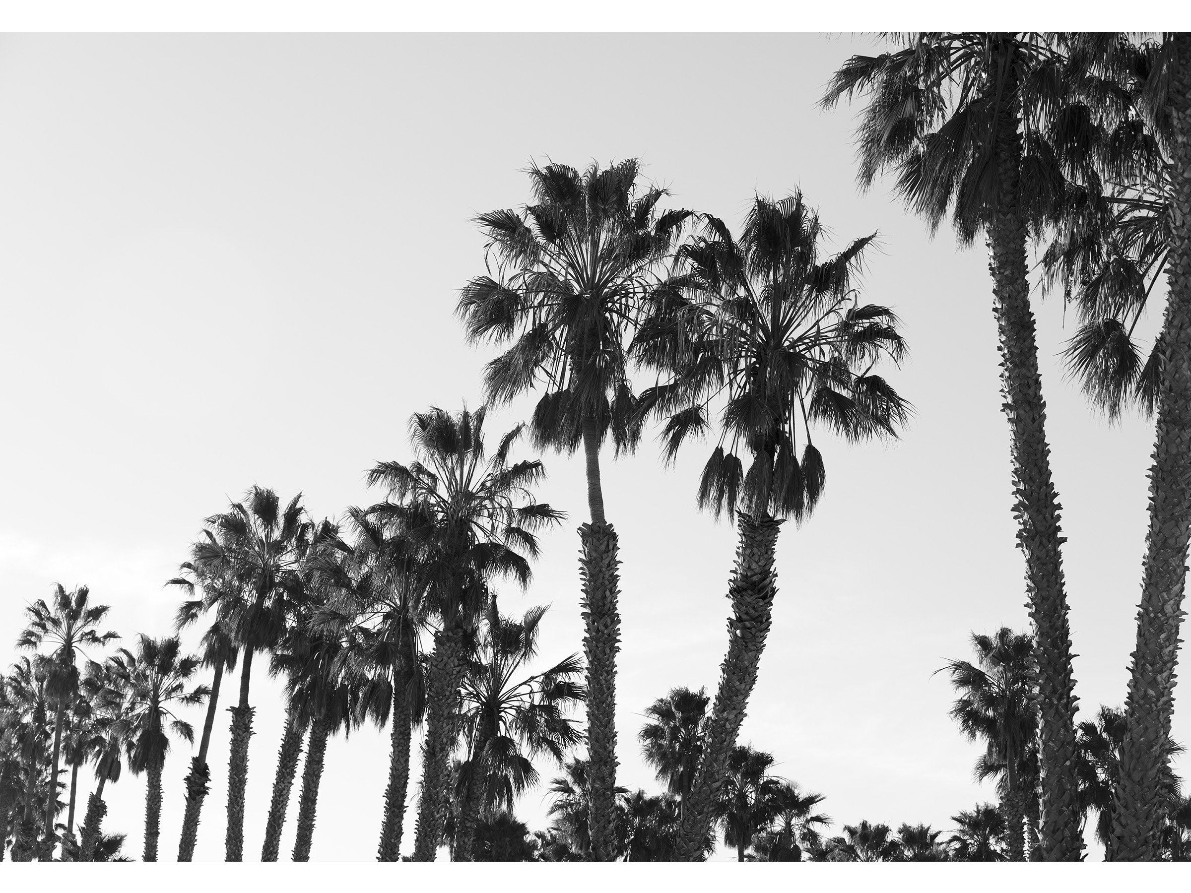 black-white-palm-tree-art-photograph.jpg