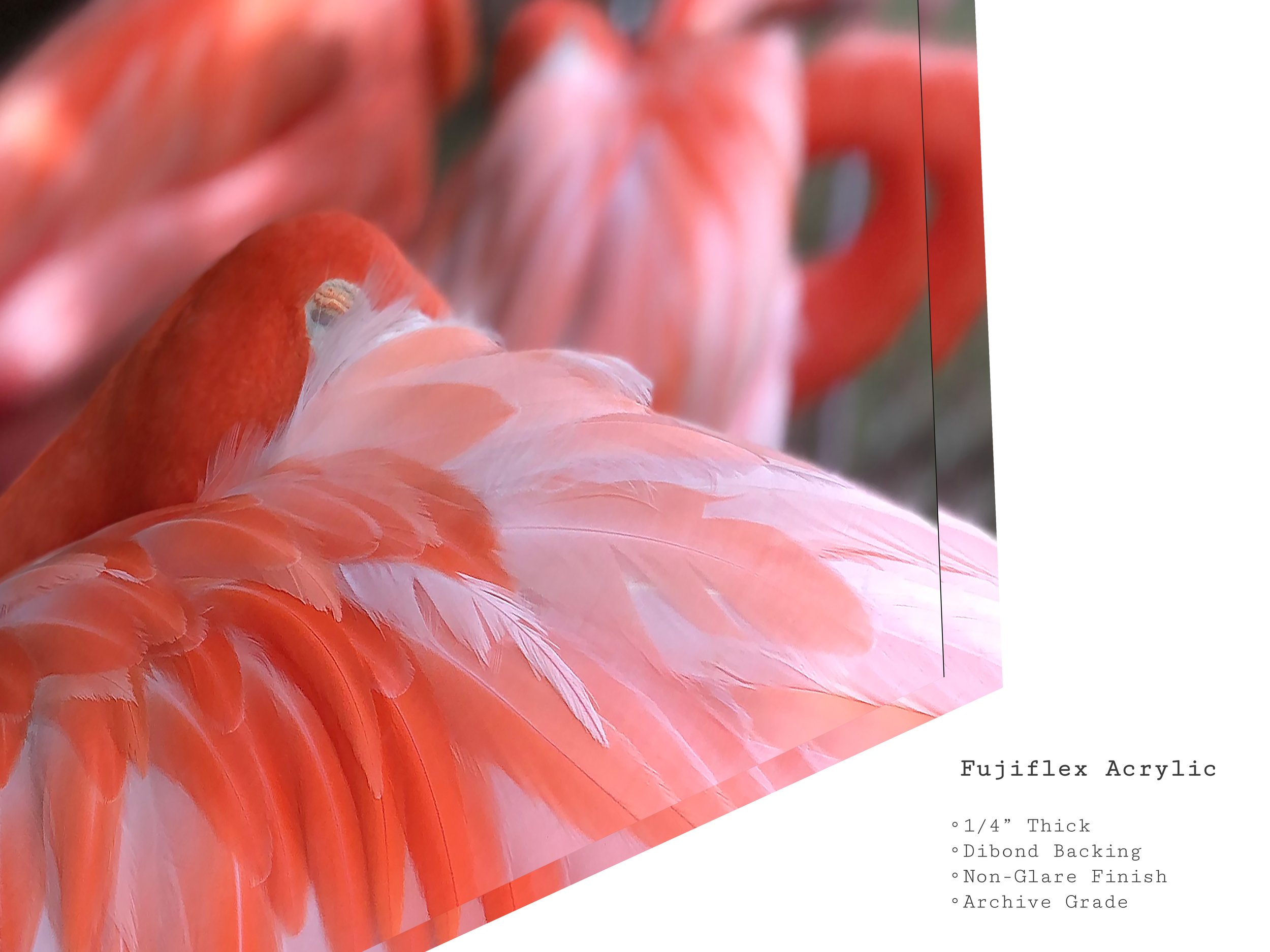 pink-flamingo-closeup-feather-acrylic-print.jpg