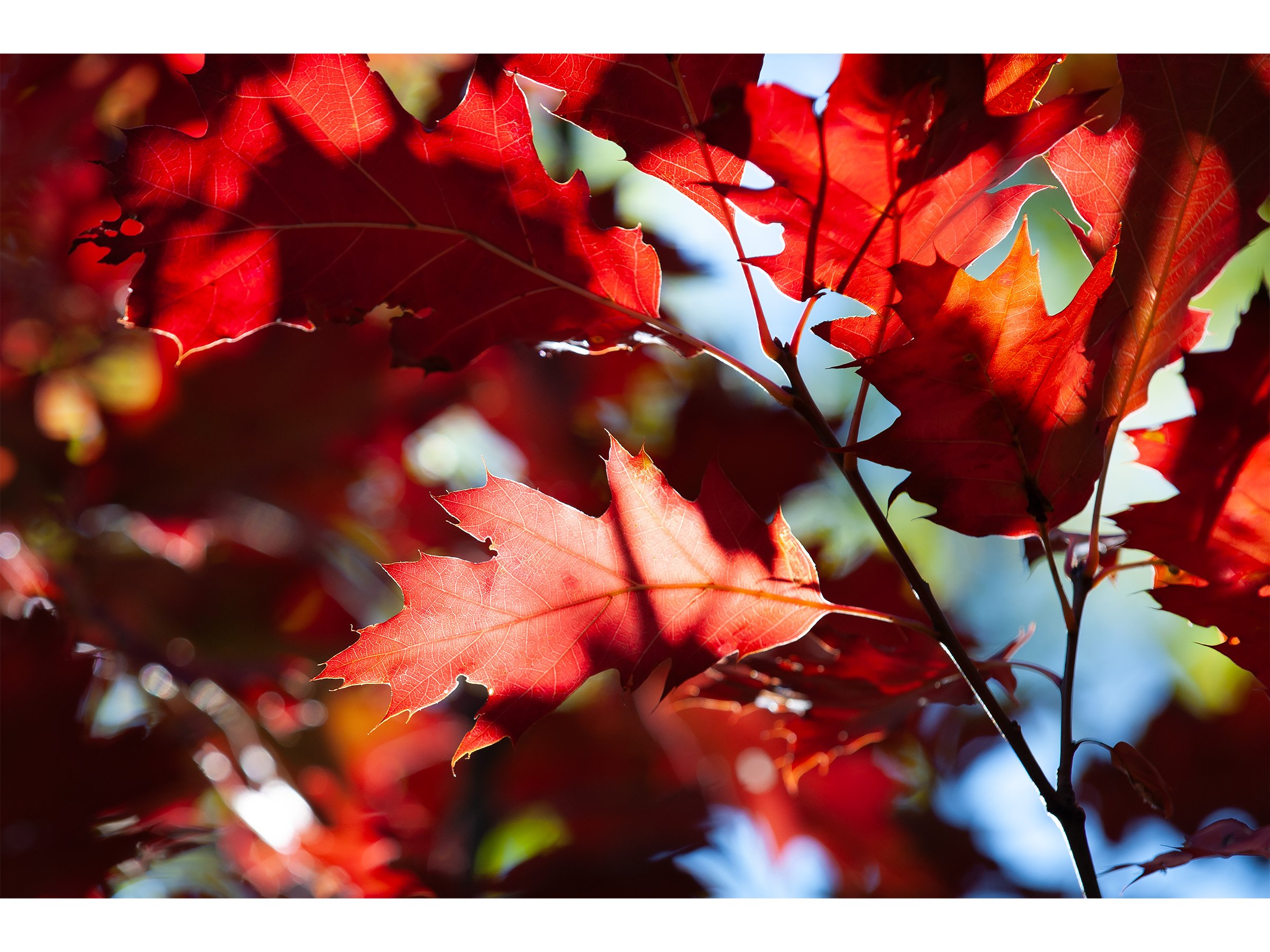 z-fall-crimson-autumn-leaves-art-print.jpg