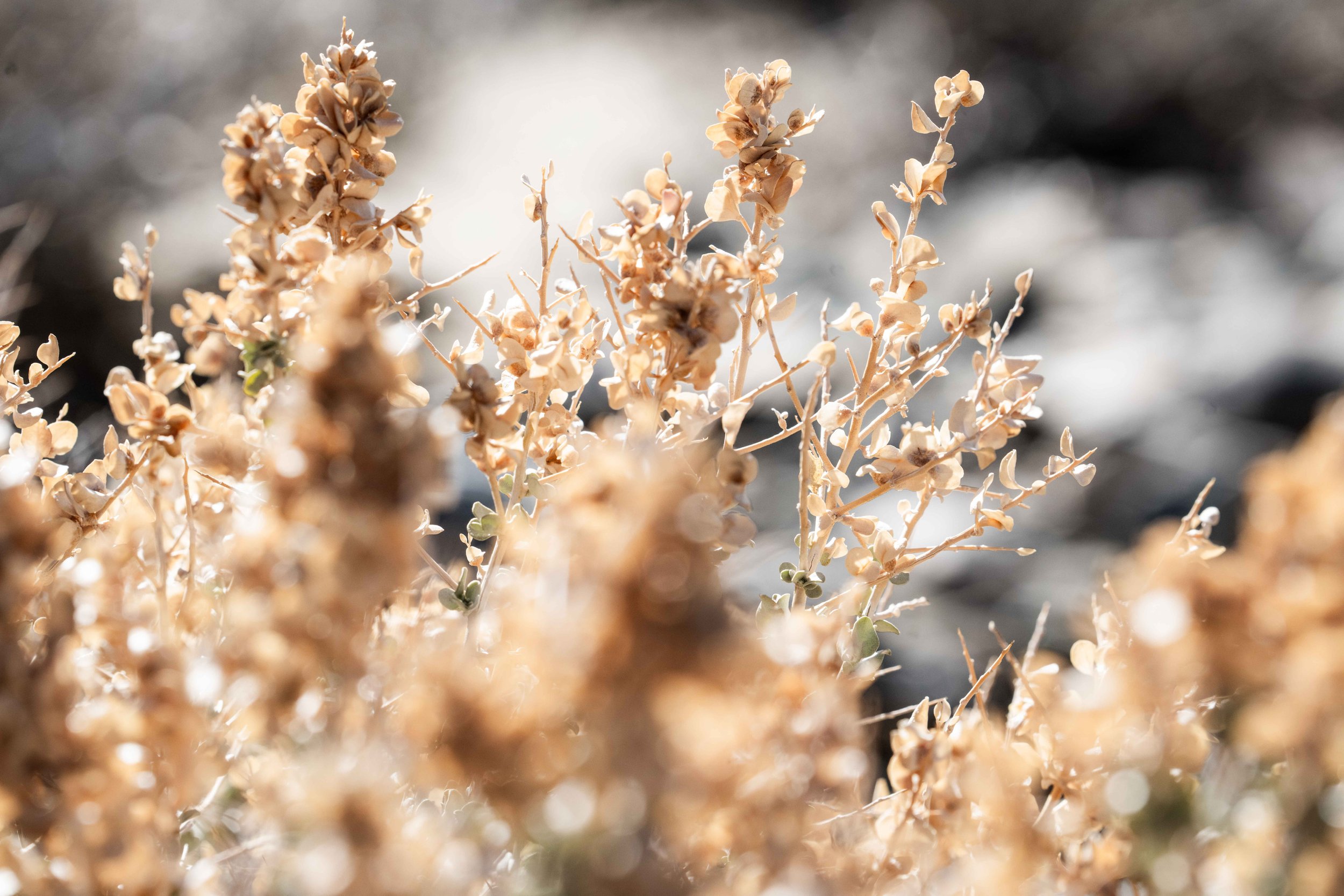 sunlit-desert-botanical-fine-art-print.jpg
