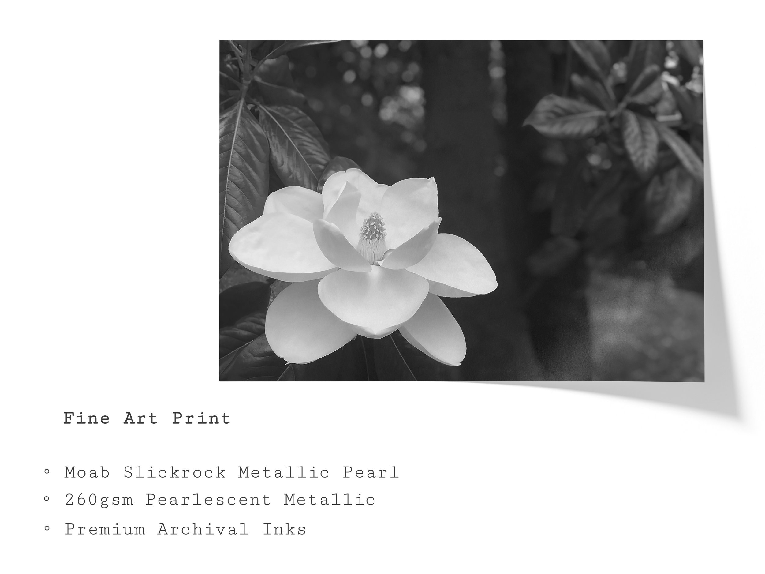 magnolia-black-white-botanical-fine-art-print.jpg