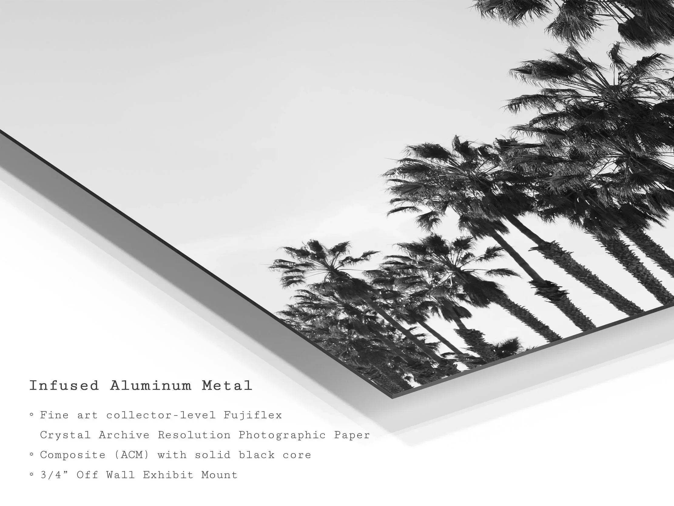 black-white-palm-tree-metal-wall-art-print.jpg
