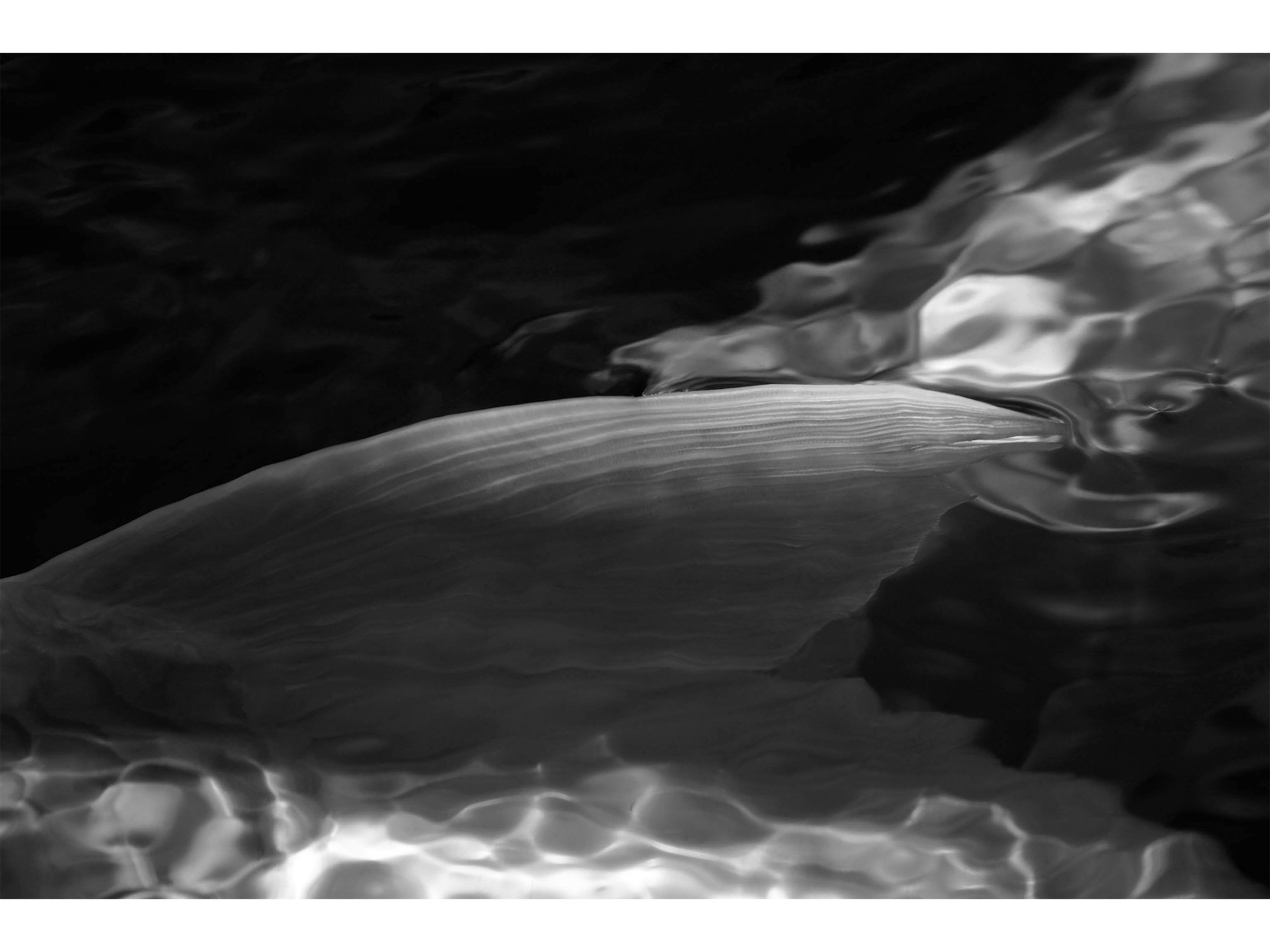 koi-black-white-minimalist-underwater-print.jpg