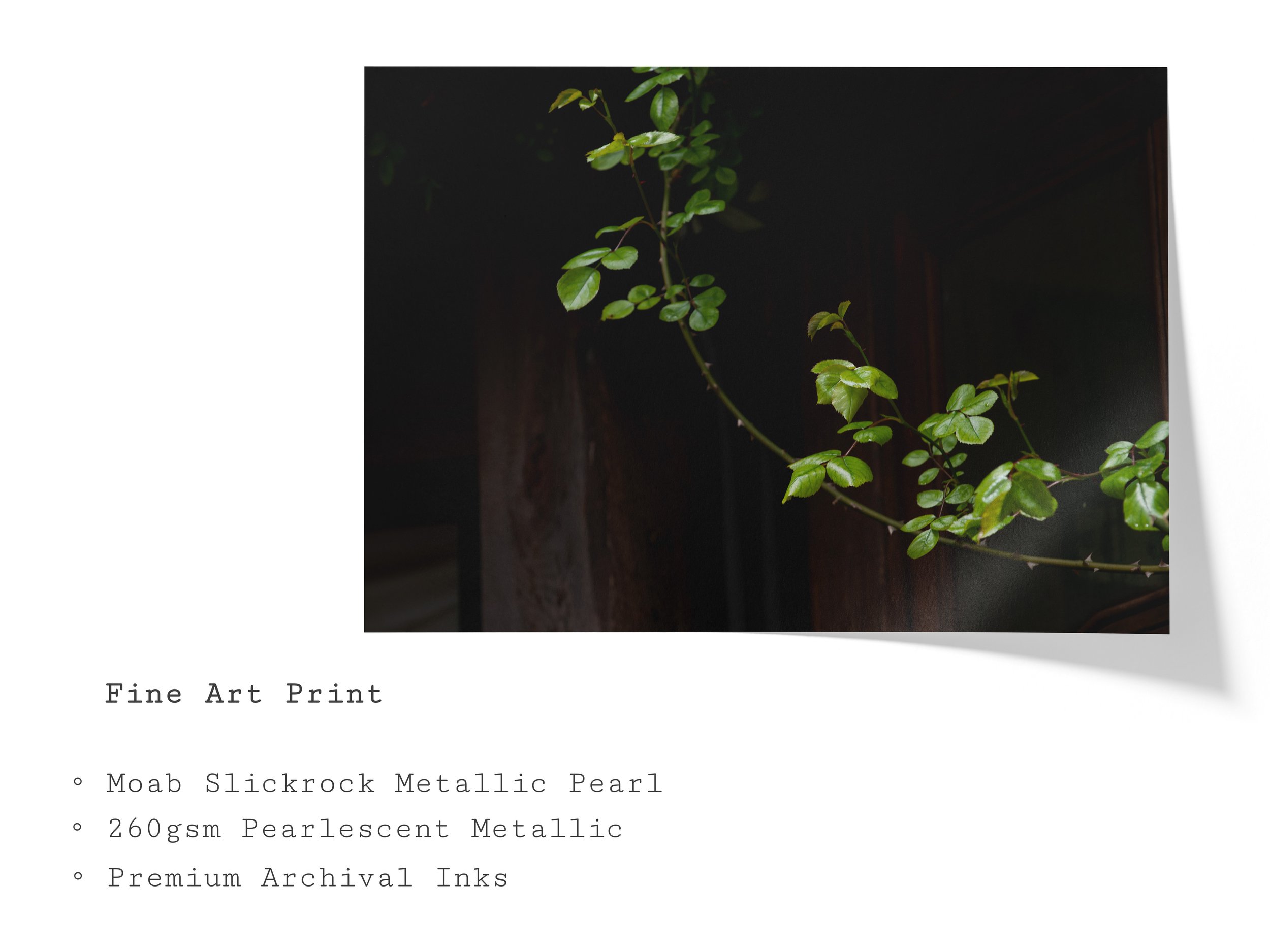 rose-vine-botanical-fine-art-wall-print.jpg