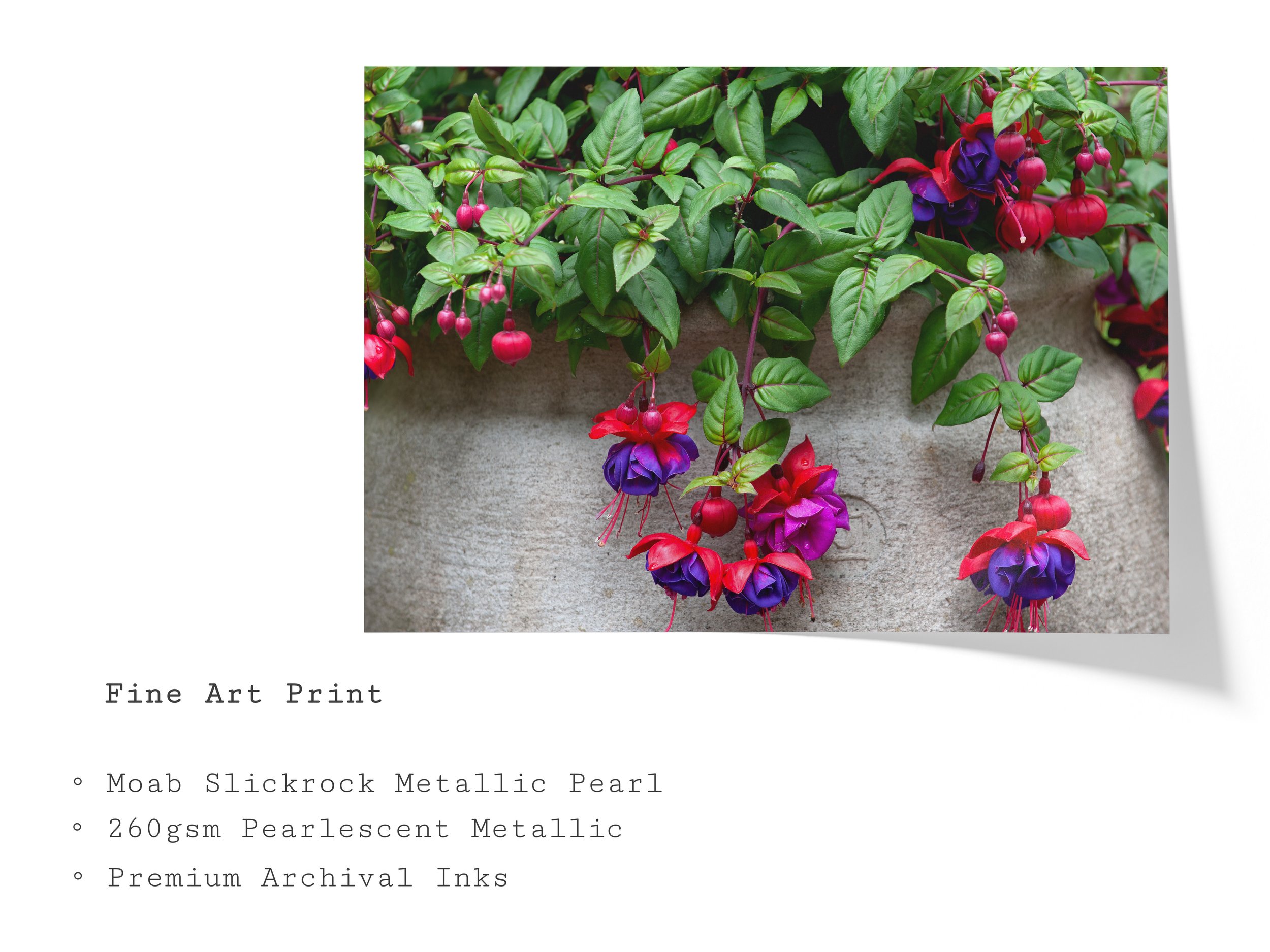 red-purple-fuchsia-flower-fine-art-print.jpg