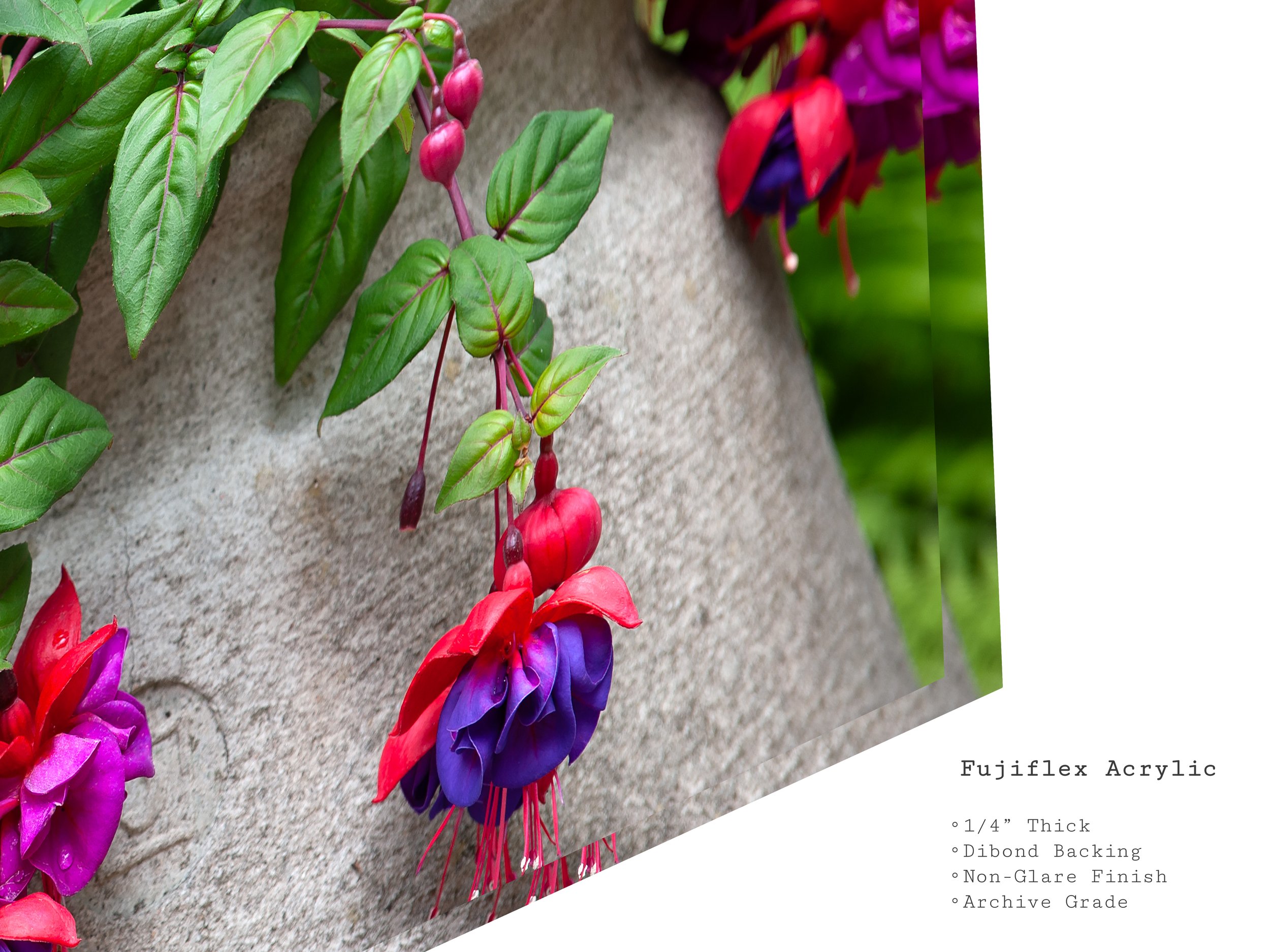 red-purple-fuchsia-flower-acrylic-art-print.jpg