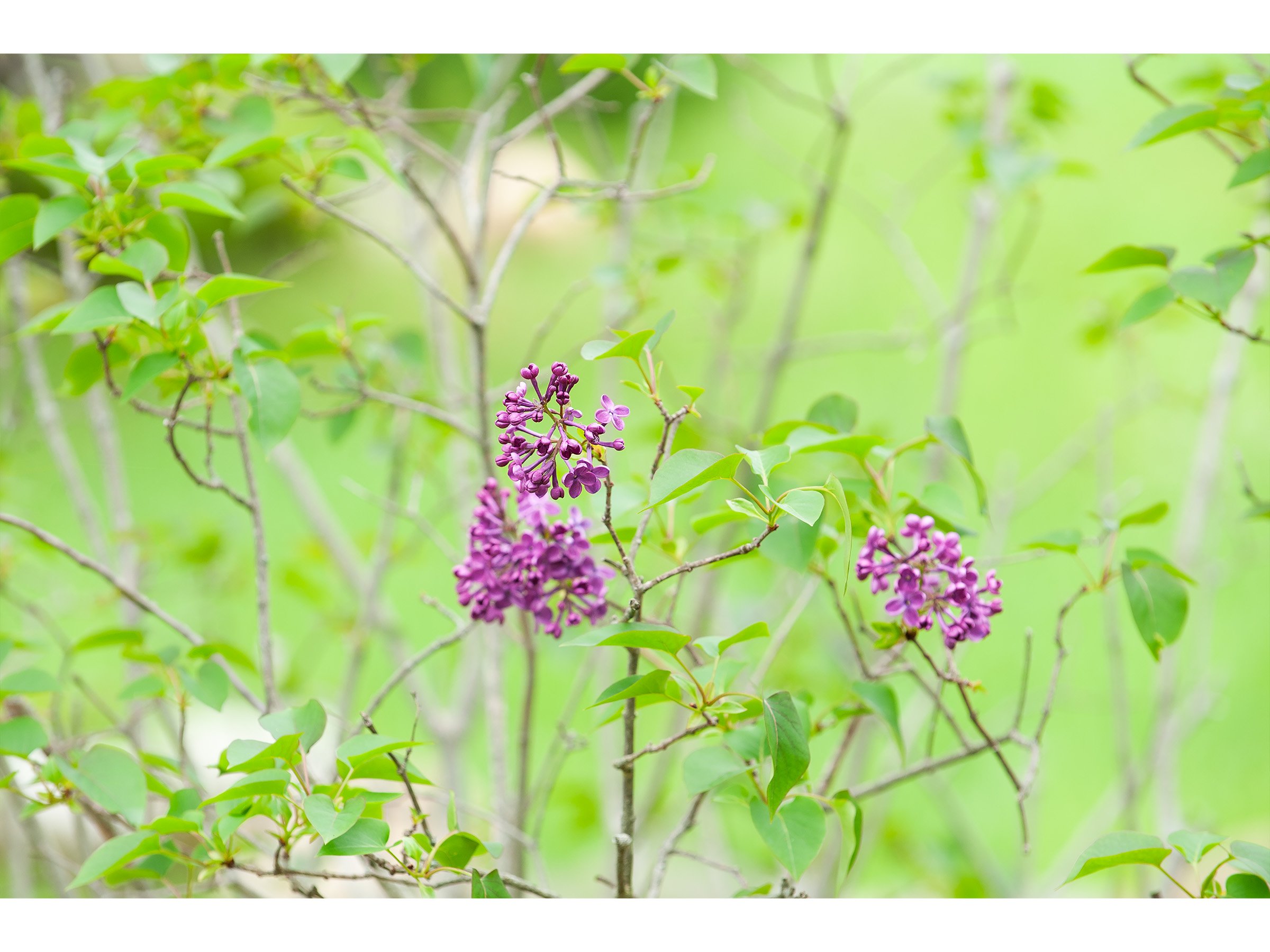 lilac-bloom-spring-photography-print.jpg